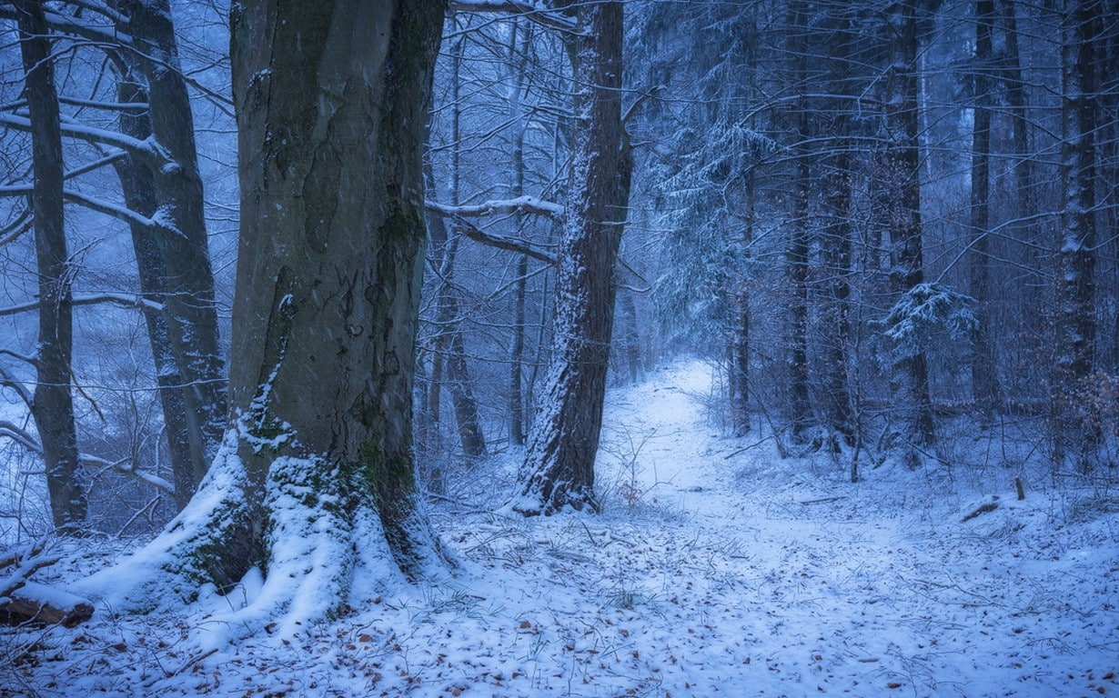 trunk, outdoors, plant, nature, woodland, environment, winter, trees, tranquility, path, scenics - nature, tree trunk, no people, beauty in nature, forest, HD Wallpaper