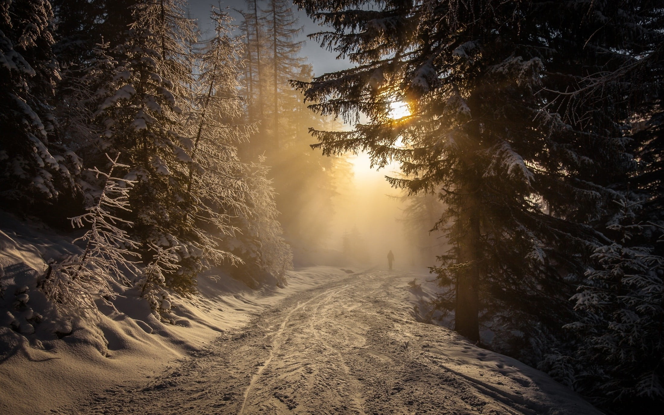 forest, direction, land, the way forward, non-urban scene, cold, plant, snow, walking, tree, growth, landscape, tranquility, sunlight, winter, Austria, HD Wallpaper