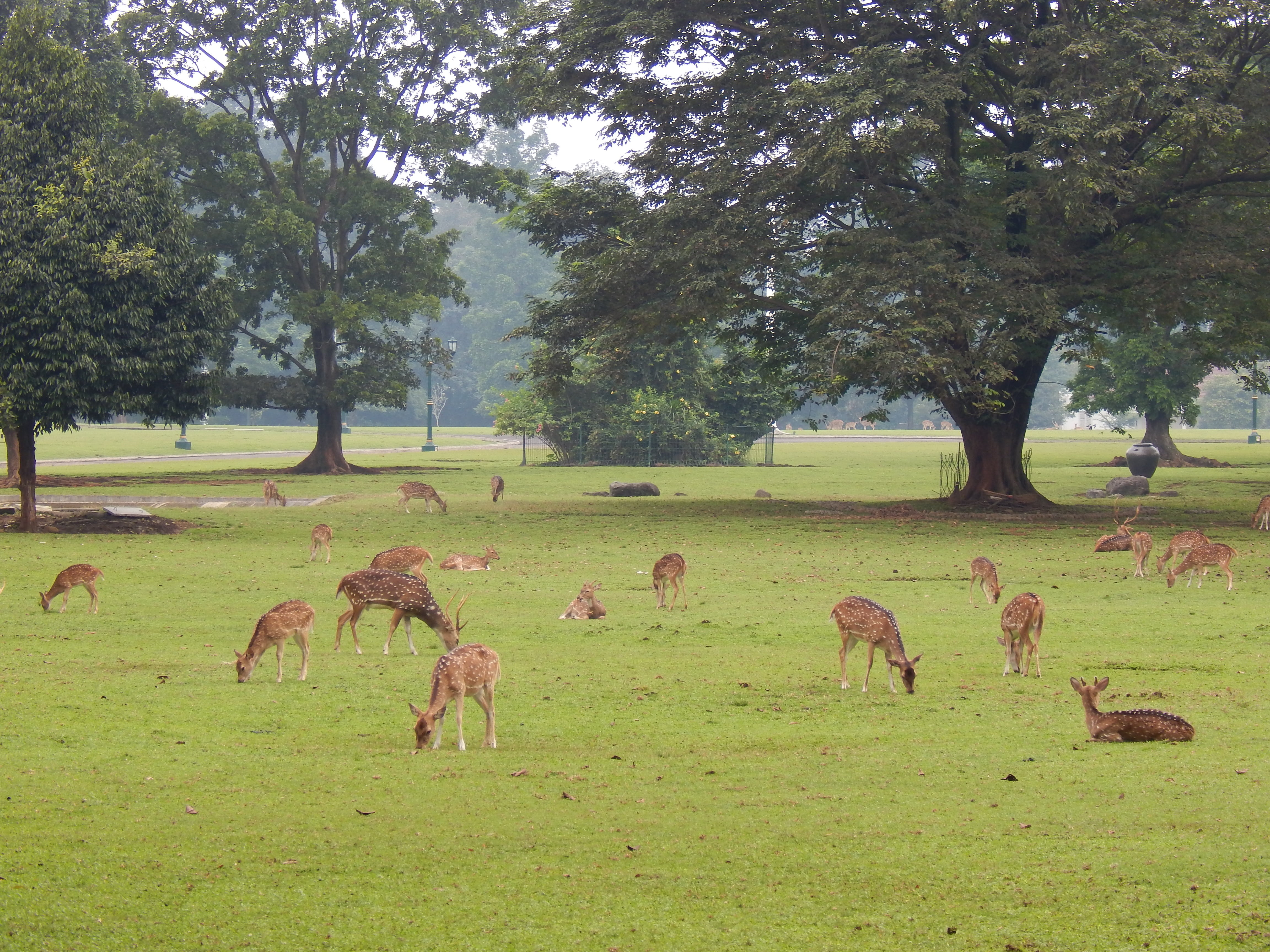 group of animals, land, no people, natural, forest, 4K, day, park, large group of animals, wildlife, wilderness, herd, deer, conservation, grazing, vertebrate, HD Wallpaper