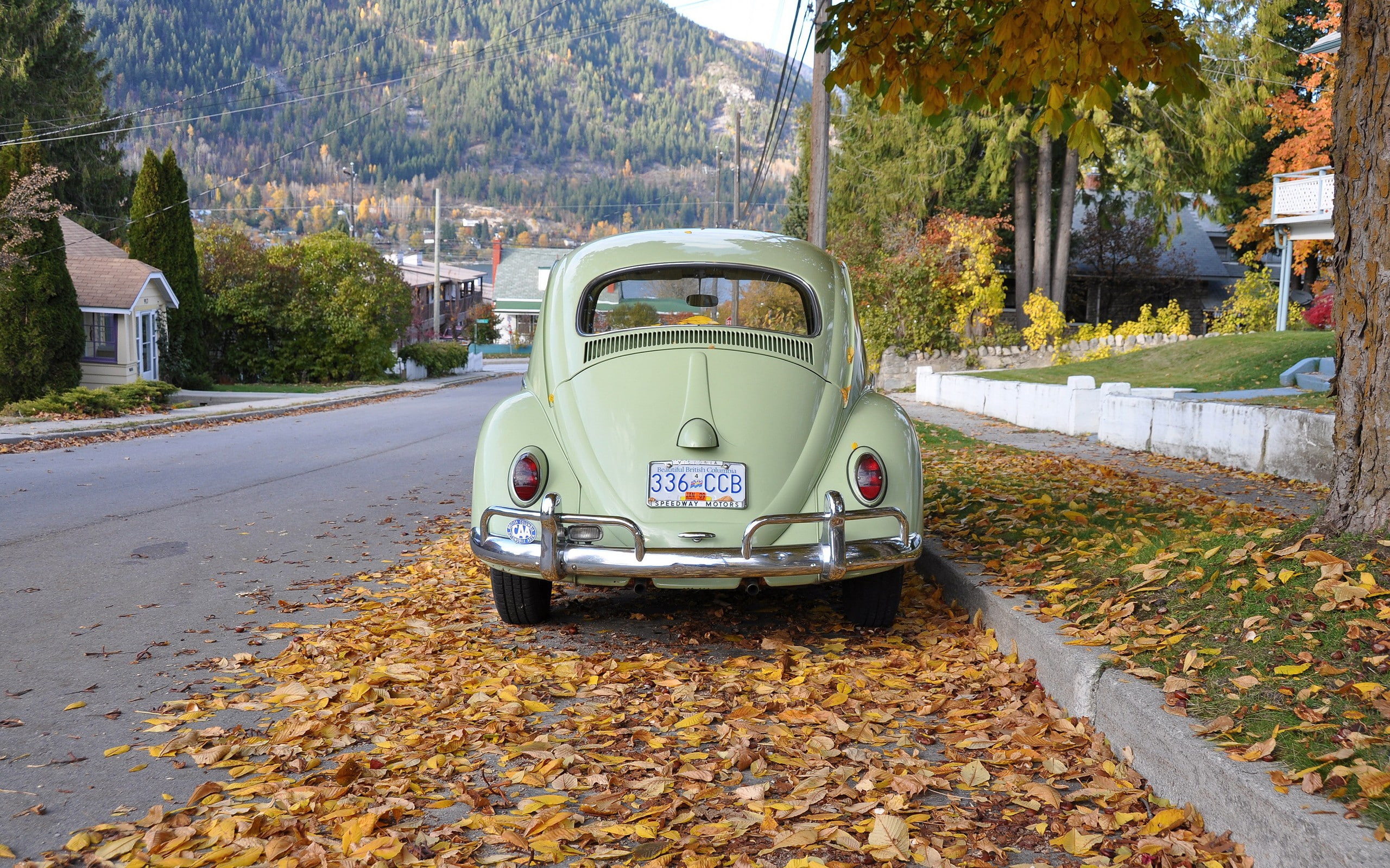 beetle, vosvos, animals, volkswagen, hd, 2K, bug, bugs, art, x, HD Wallpaper