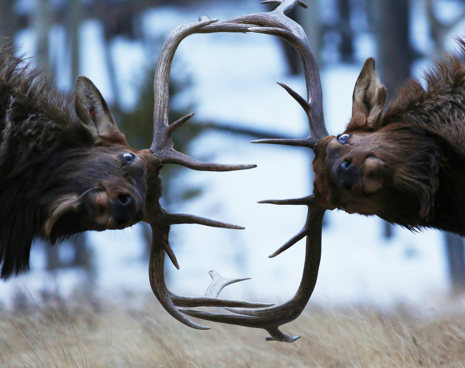 Zach Rockvam, elk, stags, animals, fighting, antlers, wildlife, nature, 720P, depth of field, animal eyes, HD Wallpaper