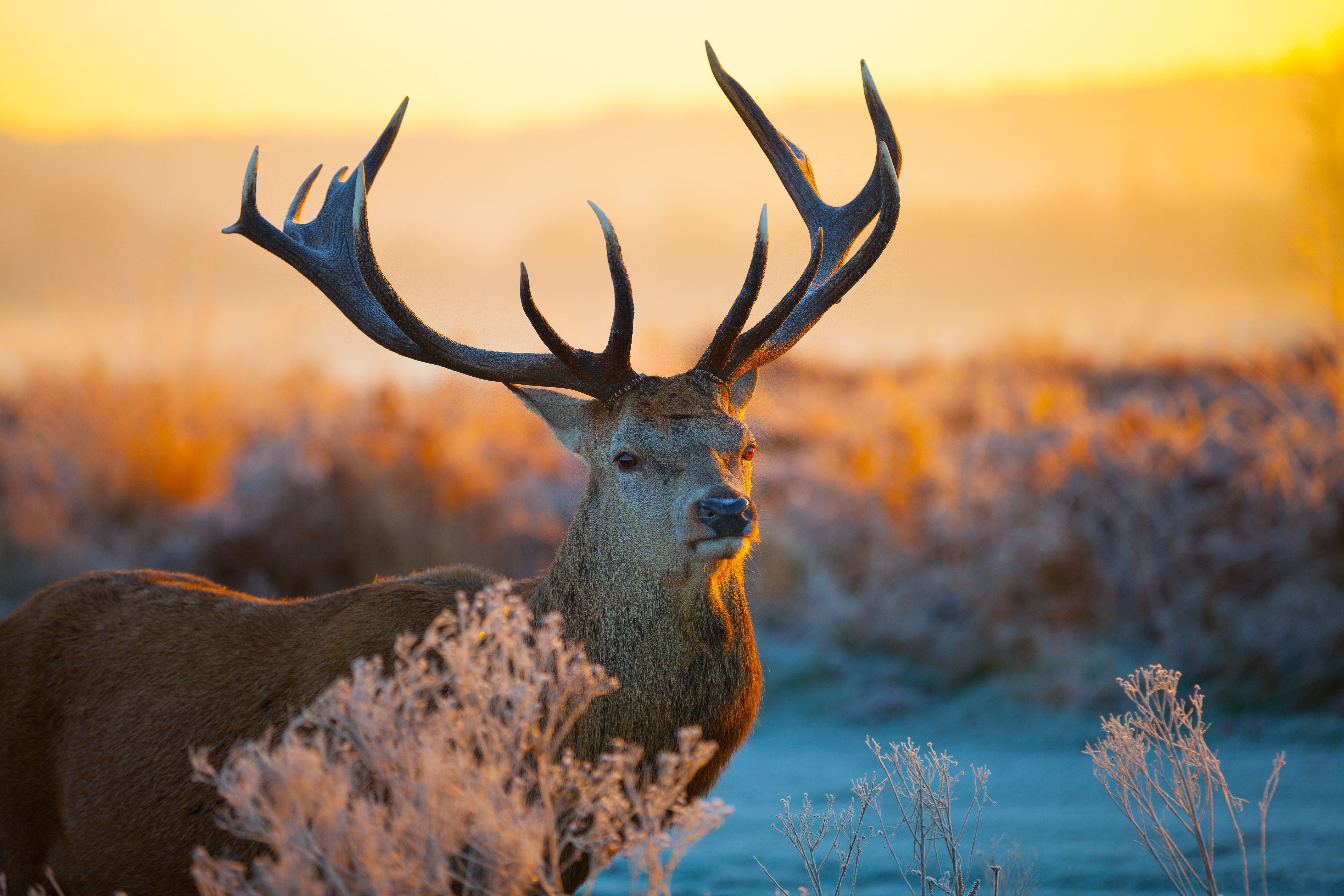 animal head, elk, grass, light, male Animal, animal wildlife, land, safari Animals, deer, animals In The Wild, scenics, one animal, tree, wildlife, horned, HD Wallpaper
