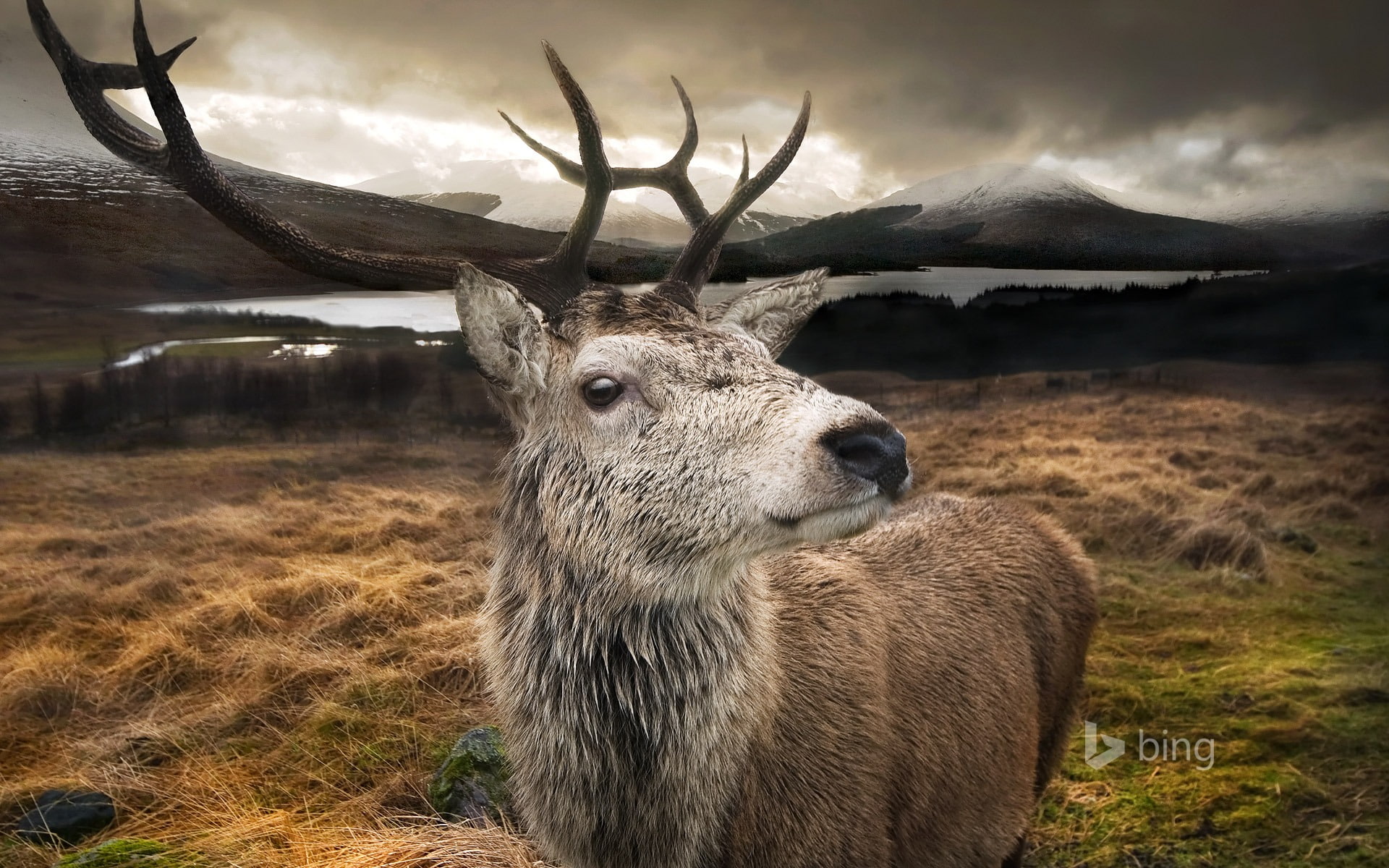 horned, field, outdoors, land, bing, animal wildlife, mammal, herbivorous, animal, wild, antler, day, animal head, domestic animals, animals in the wild, HD Wallpaper