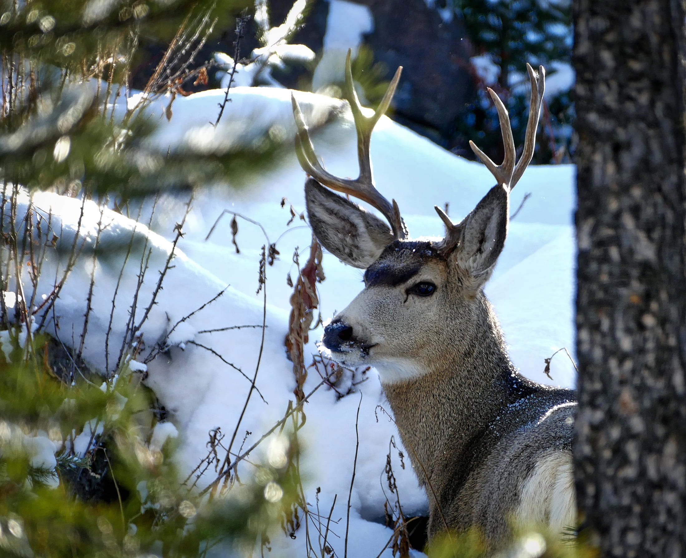 day, herbivorous, wildlife, daytime, deer, closeup, one animal, woods, destinations, animal themes, antler, tilt, outdoors, buck, winter, tree trunk, mule deer, HD Wallpaper