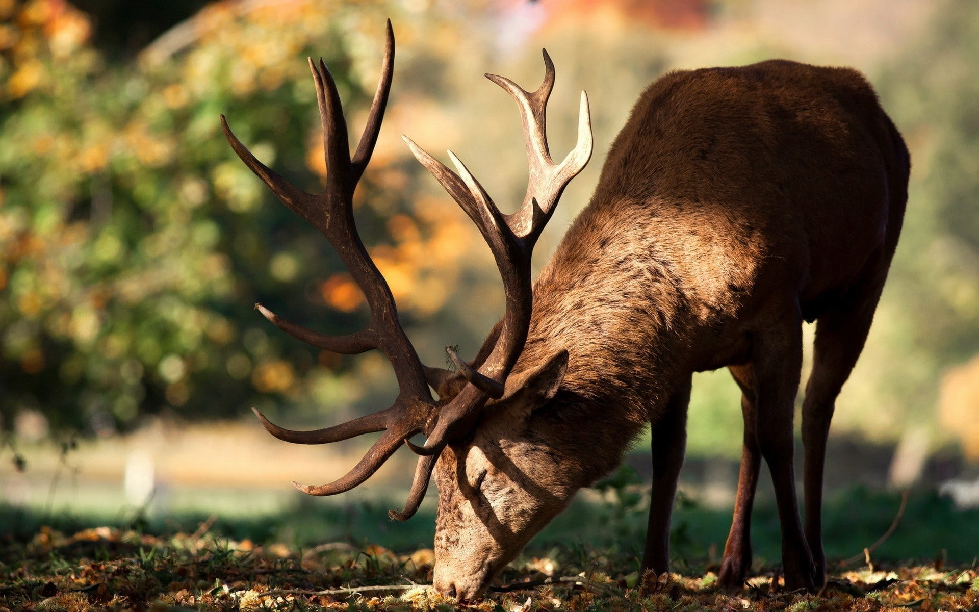 plant, 1080P, domestic animals, horned, grazing, mammal, day, nature, stag, vertebrate, animal themes, land, animal, Horns, antler, Walk, outdoors, animals in the wild, HD Wallpaper