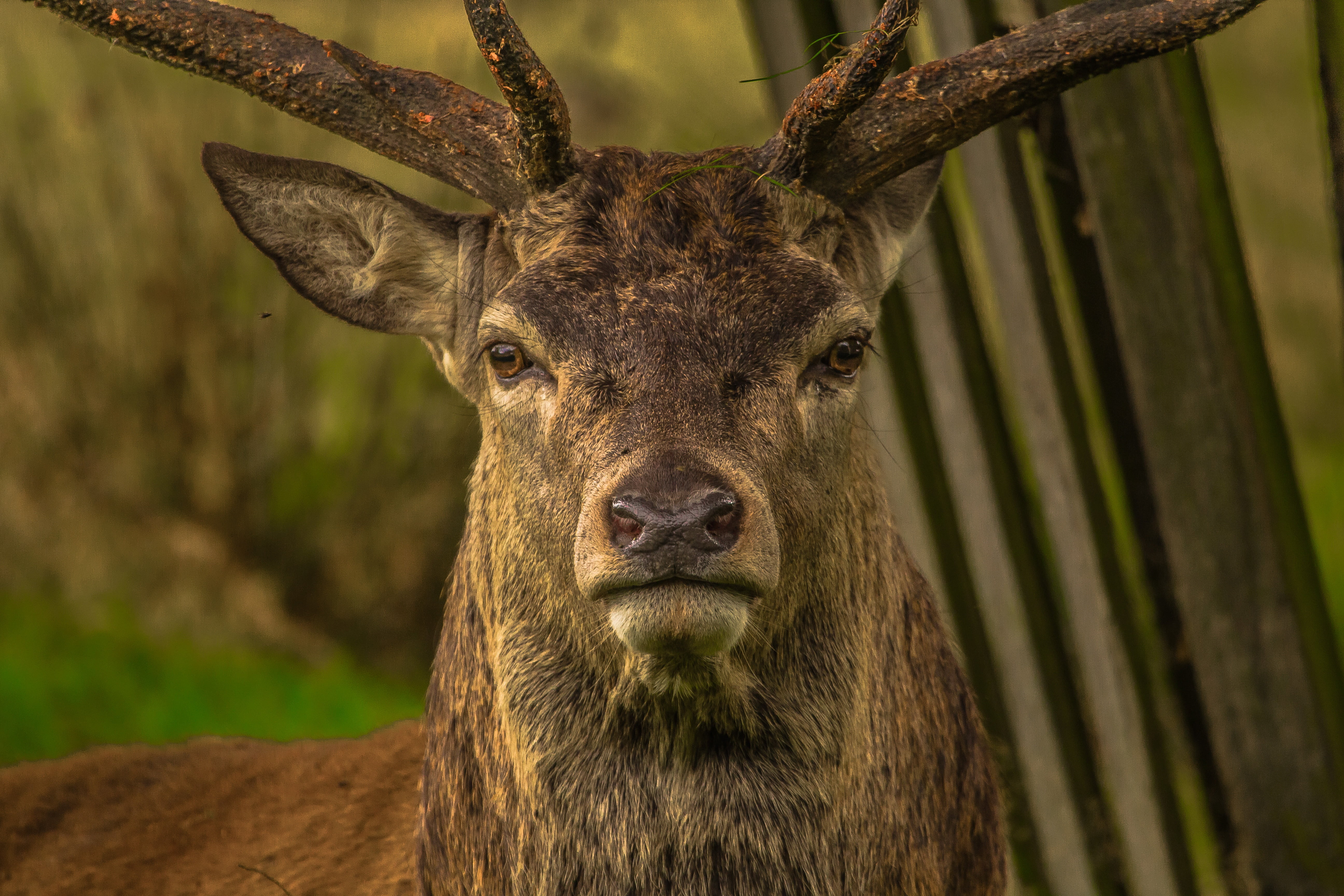 stag, vertebrate, brown, focus on foreground, one Animal, animal Head, no people, fur, animal body part, male Animal, eyes, looking at camera, green Color, HD Wallpaper