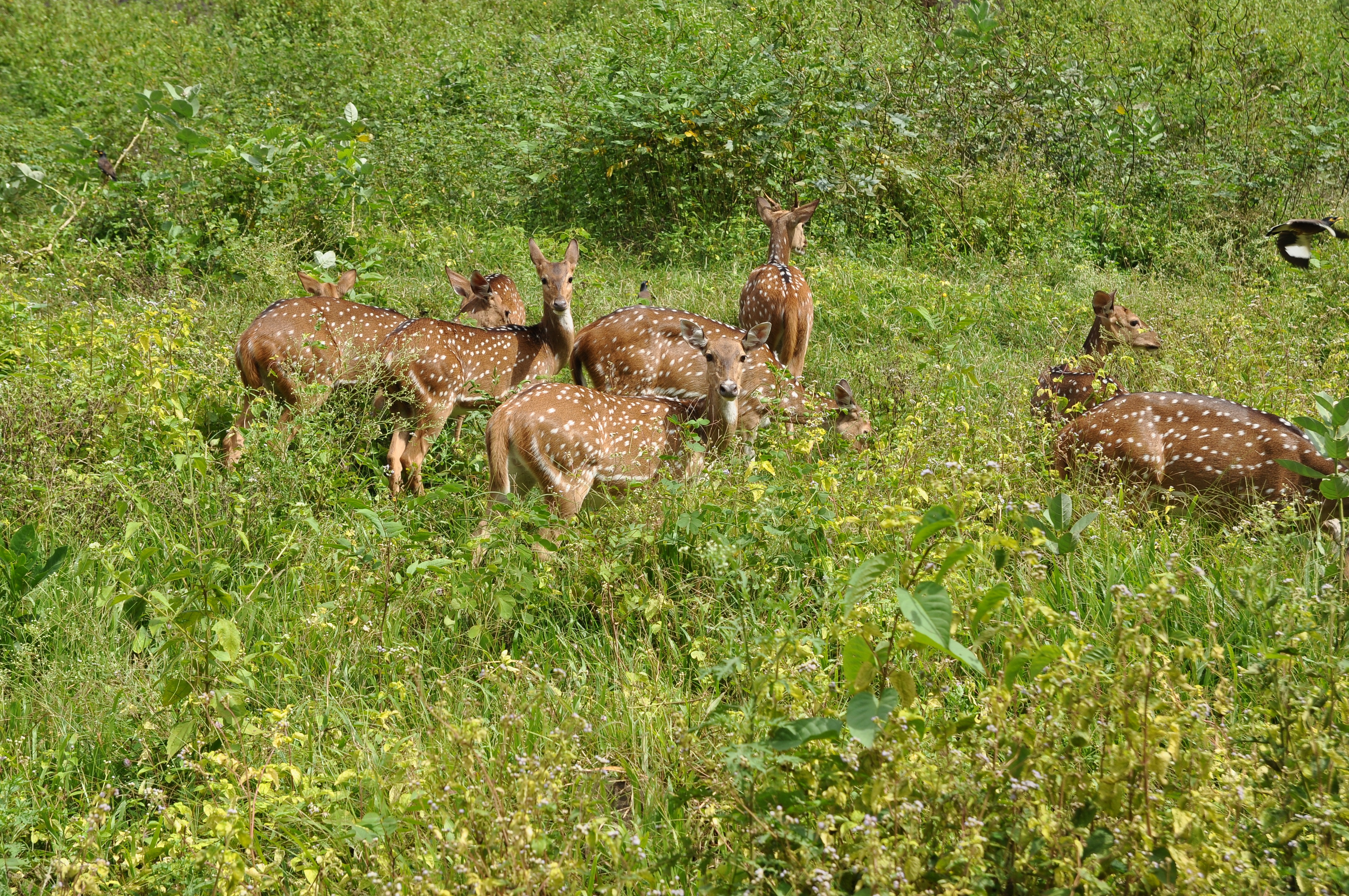 vertebrate, group of animals, field, green color, day, young animal, wildlife, animal themes, mammal, grass, beauty in nature, animals in the wild, herbivorous, HD Wallpaper