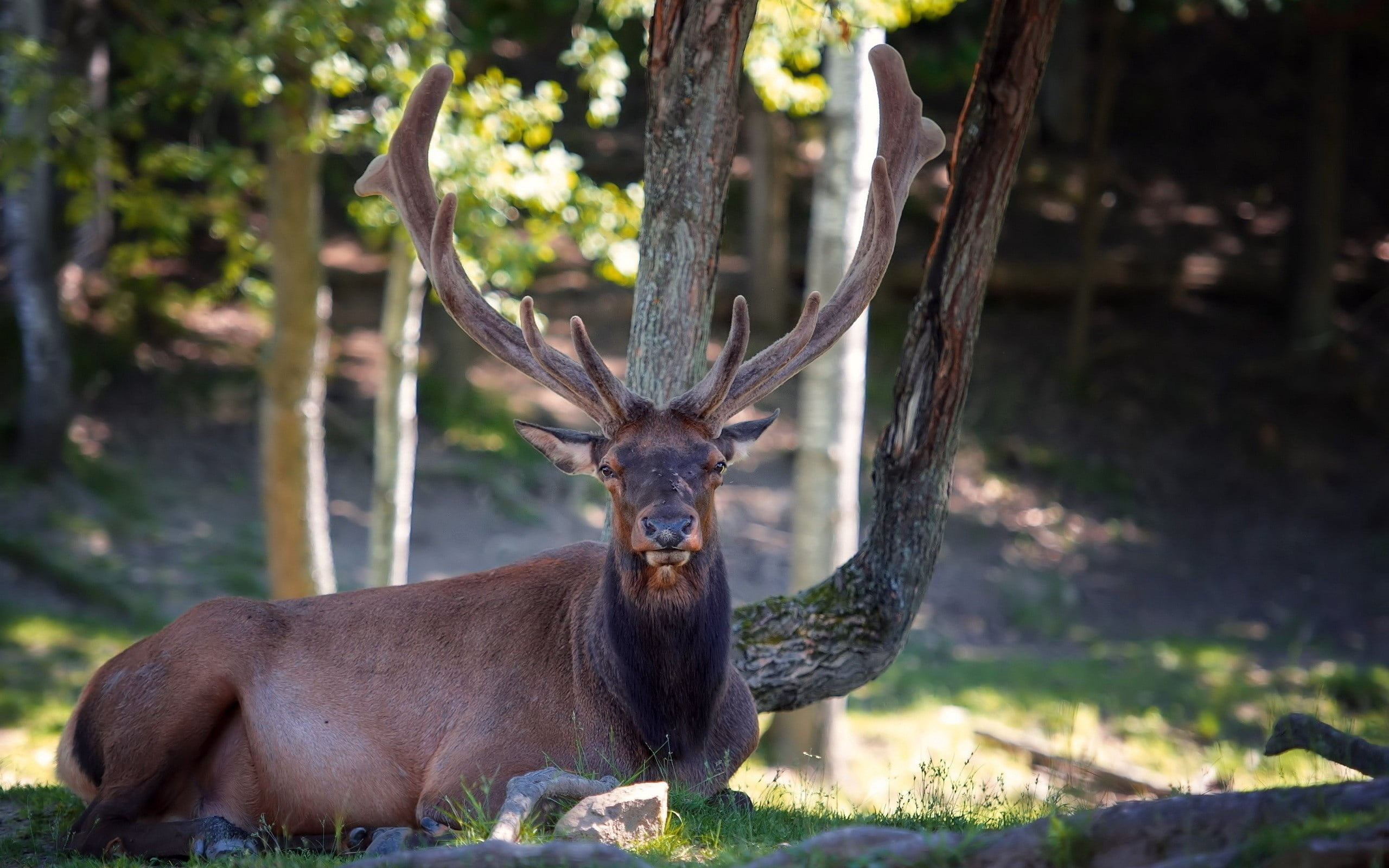 focus on foreground, antler, park - Man Made Space, beauty In Nature, tree, one Animal, plant, animals In The Wild, mammal, wilderness Area, outdoors, deer, HD Wallpaper