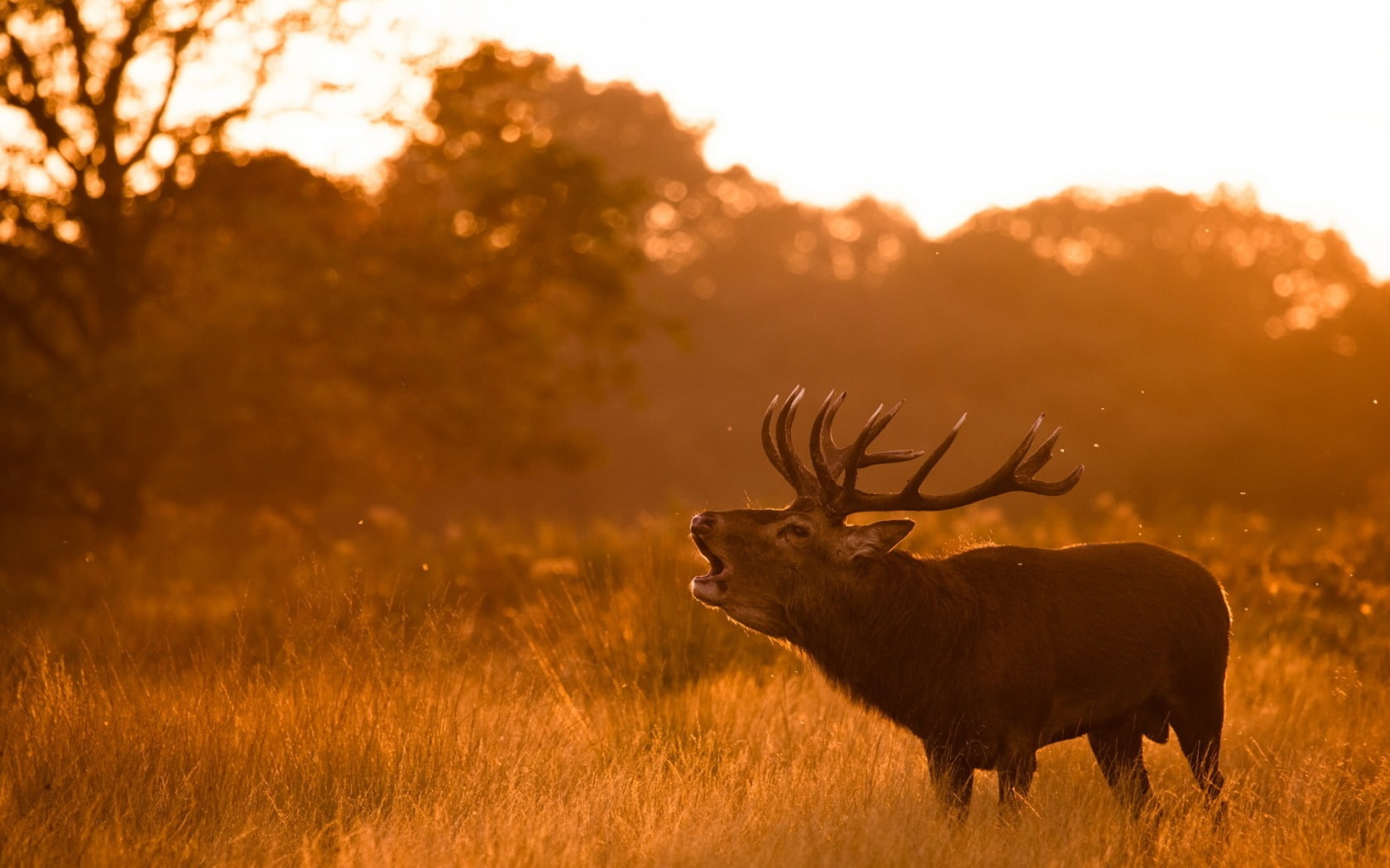 antler, elk, land, animal wildlife, sunset, herbivorous, sky, mammal, nature, sun, animals in the wild, brown, animal, photography, 720P, vertebrate, grass, HD Wallpaper