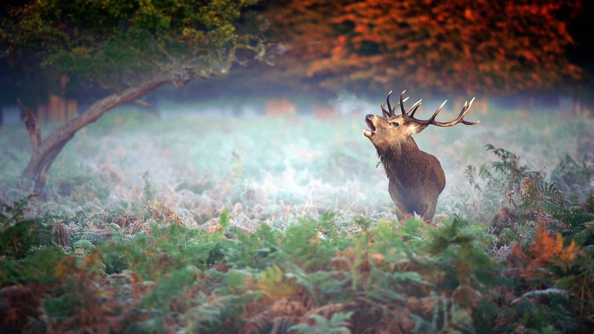 hunting, herbivorous, animal, antler, vertebrate, one animal, forest, wildlife, deer, autumn, horned, trees, reindeer, wilderness Area, painting, tree, HD Wallpaper