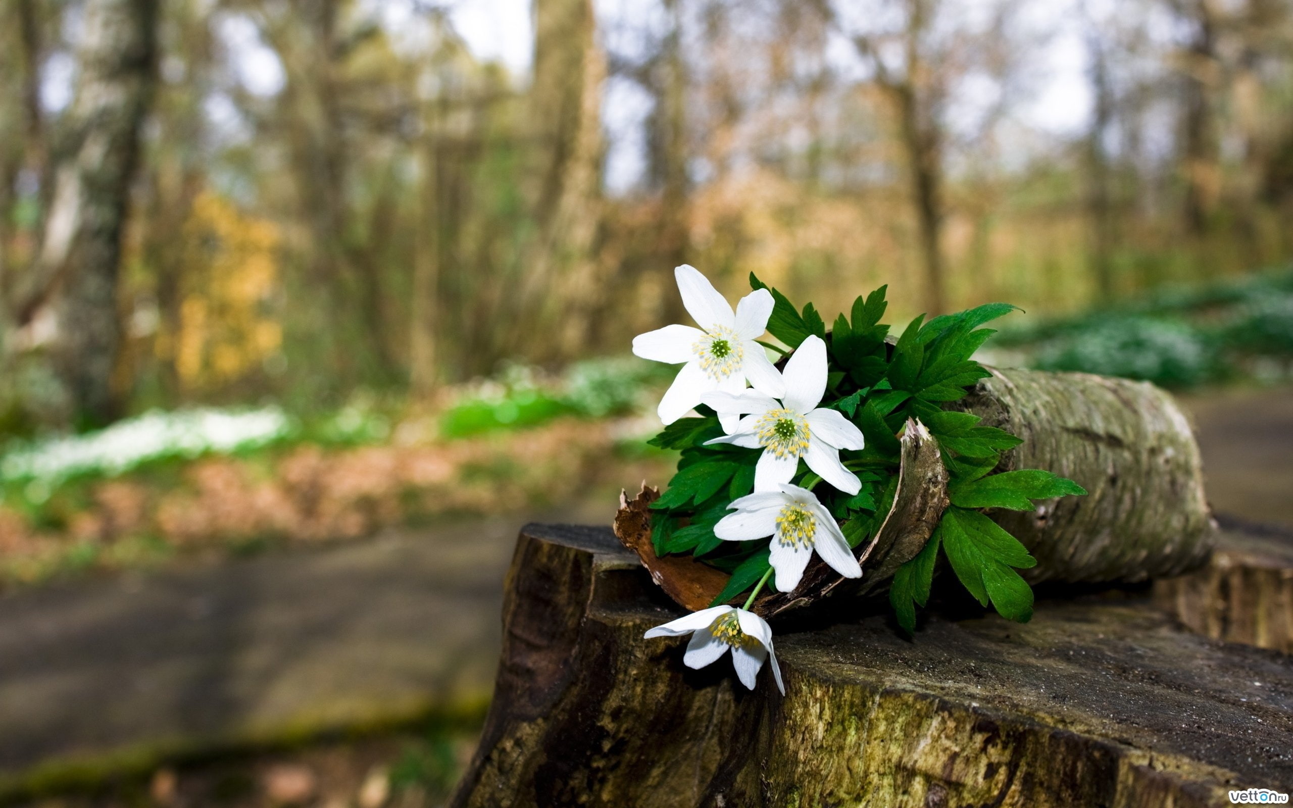 2K, flowers, Flower, Wild, Vitality, HD Wallpaper