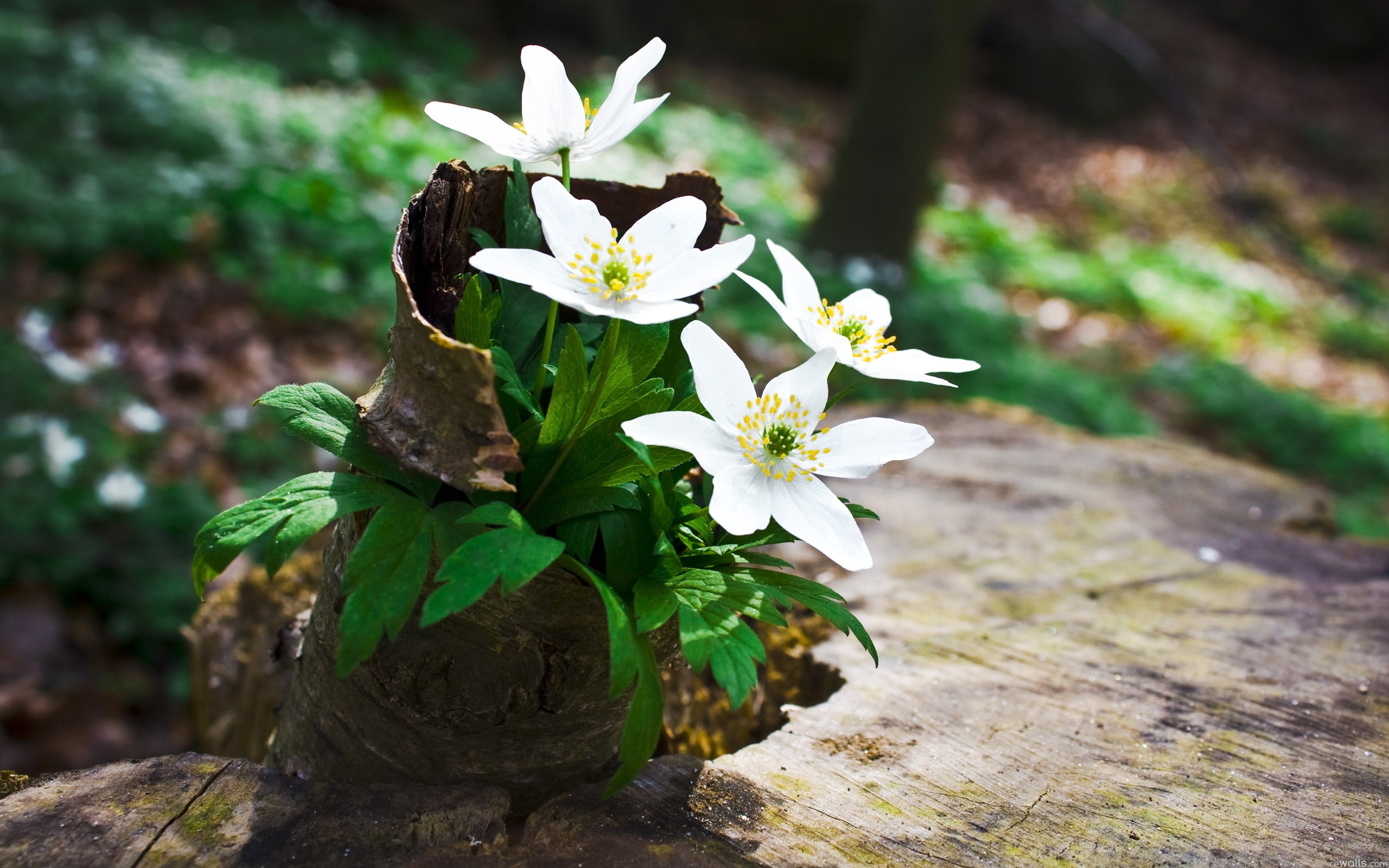 flowers, Vitality, Flower, 2K, Wild, White, HD Wallpaper