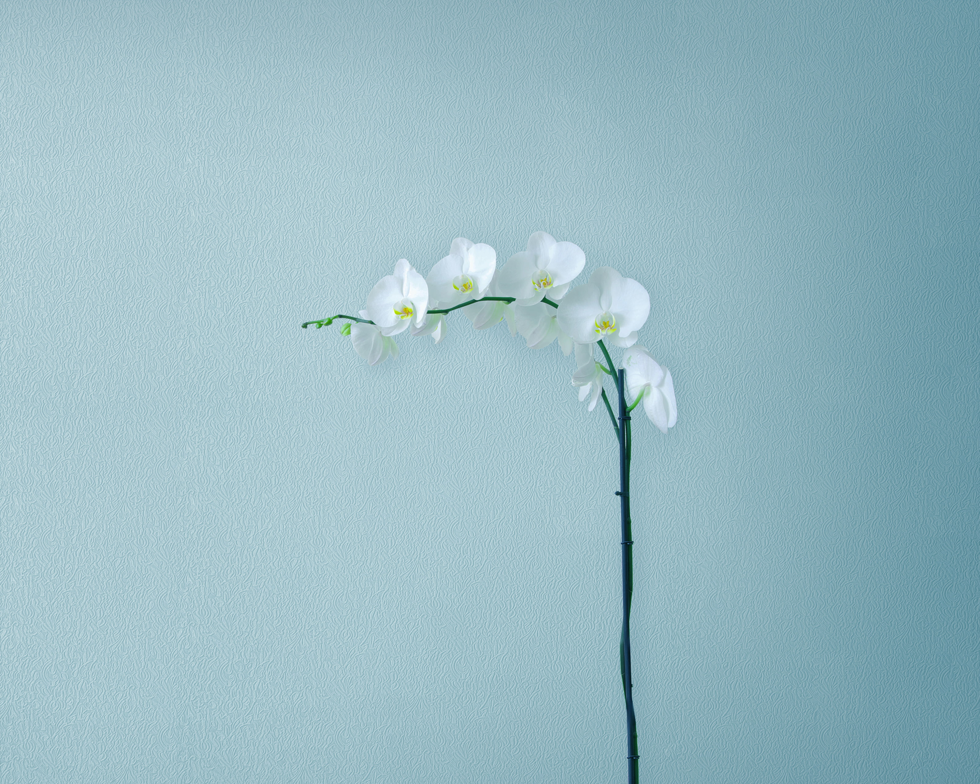 Huawei MediaPad M5, petaled, HD, flower, Artificial flowers, white, 2K, Stock, Minimal, HD Wallpaper