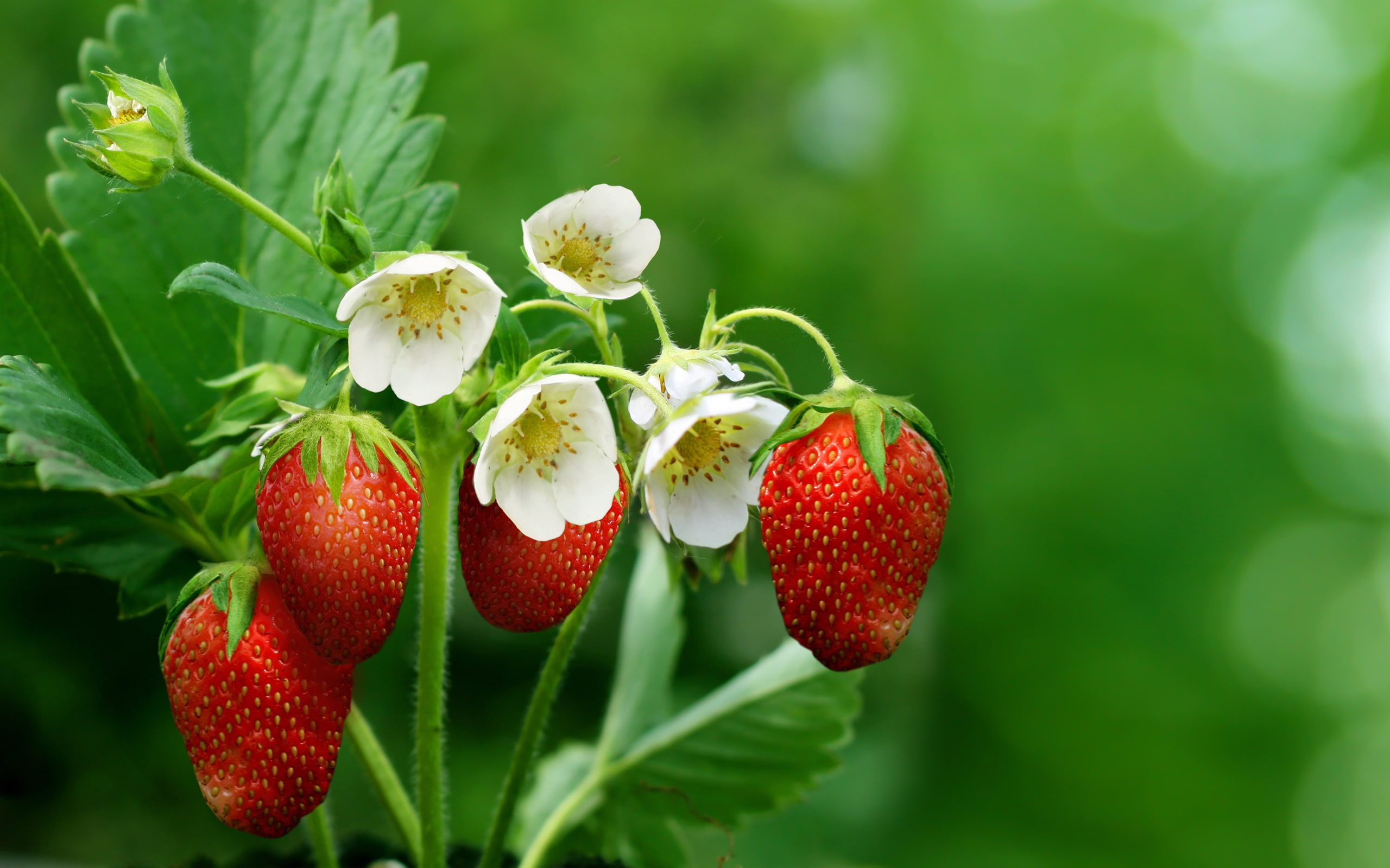 Flowers, strawberry, Background, Green, Leaves, Strawberries, 2K, HD Wallpaper