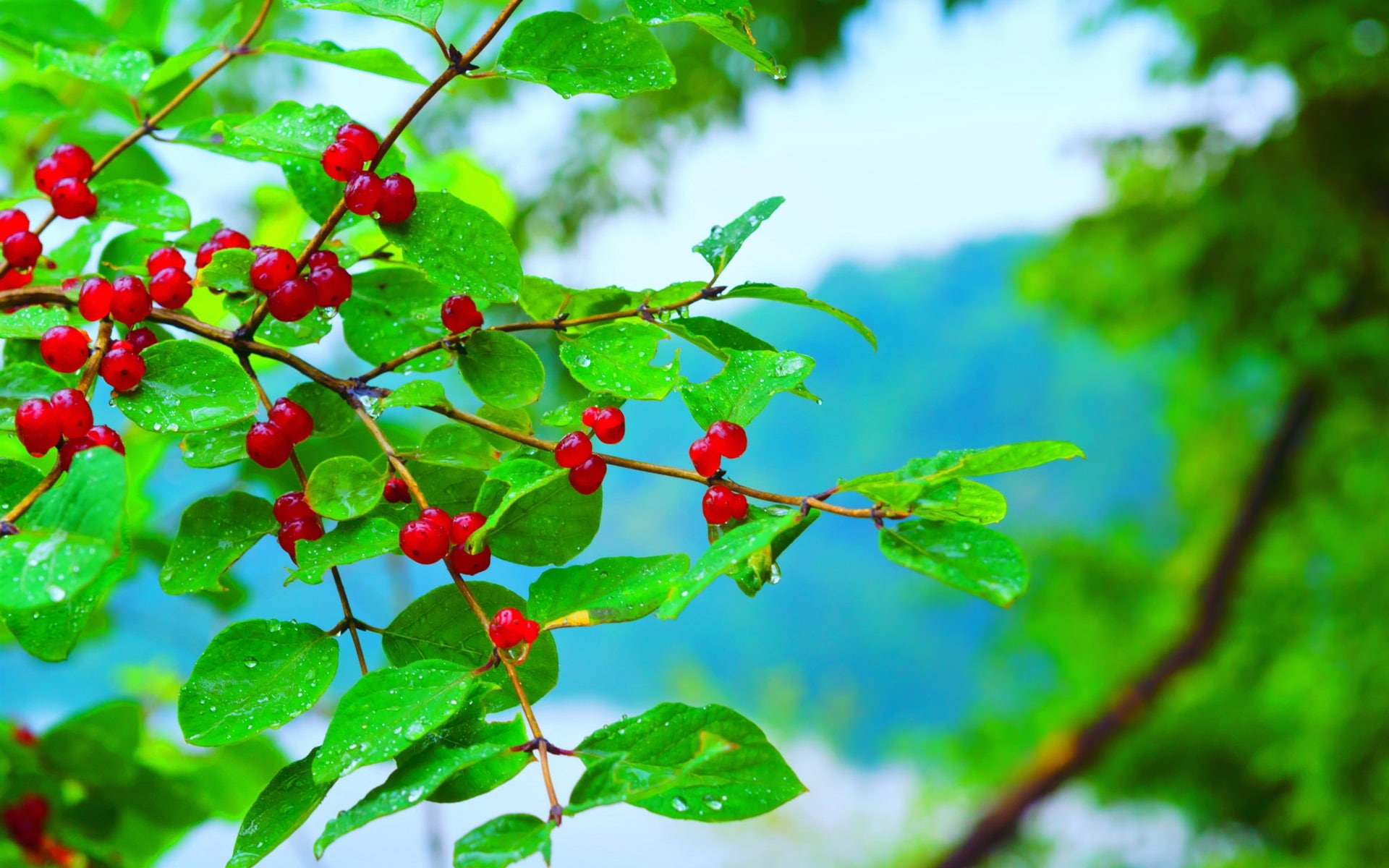 Water, 1080P, Rain, Leaves, Drops, Twigs, Berries, Red, HD Wallpaper