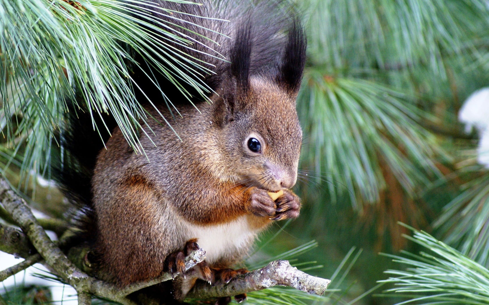 one Animal, selective focus, focus on foreground, fur, 720P, plant, day, animal wildlife, small, sitting, animal themes, vertebrate, squirrel, outdoors, HD Wallpaper