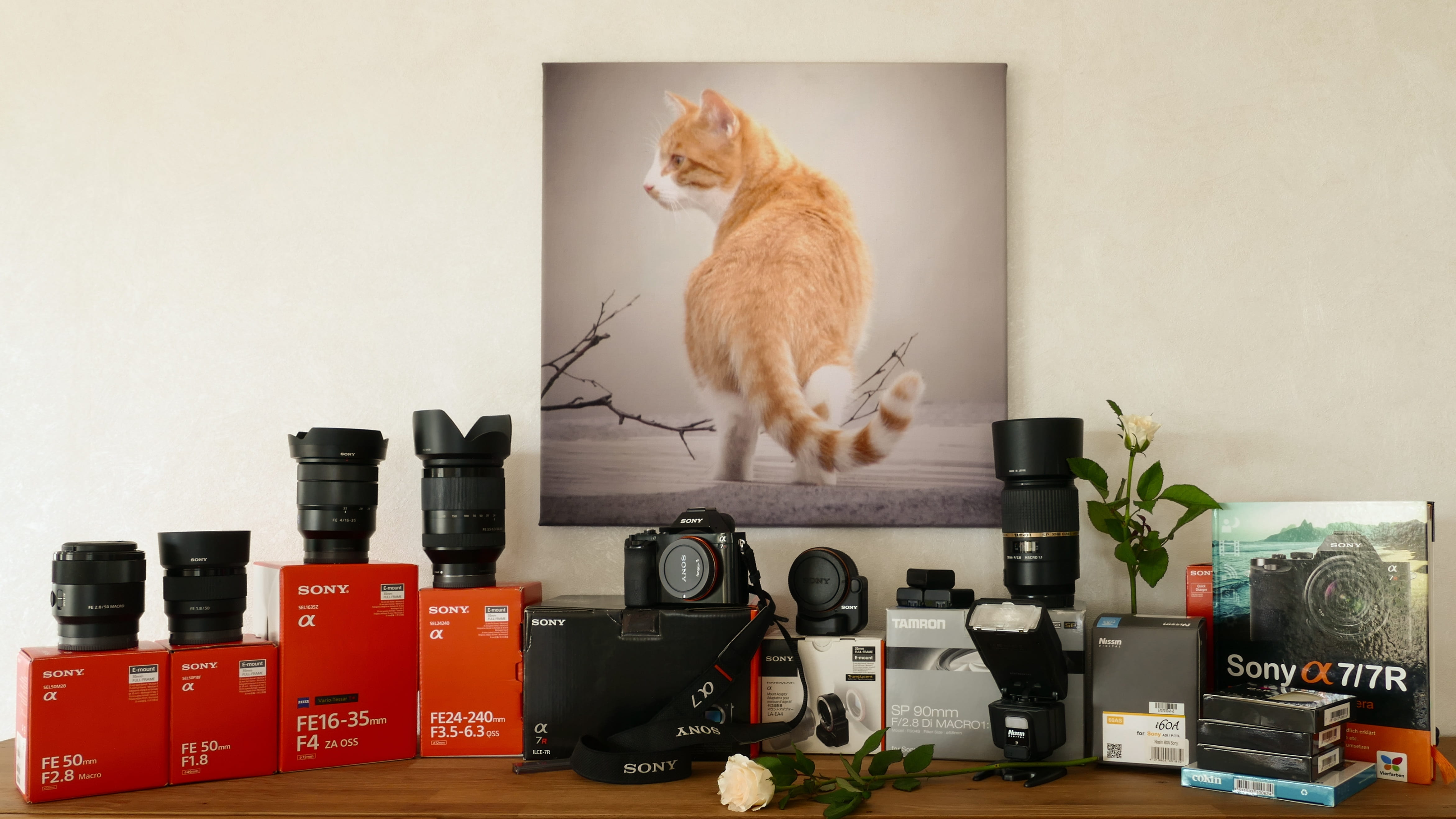 film, wall, digital camera, zoom, domestic cat, vertebrate, hobby, sony manual, mammal, media, home interior, animal, feline, flash, technology, focus, HD Wallpaper