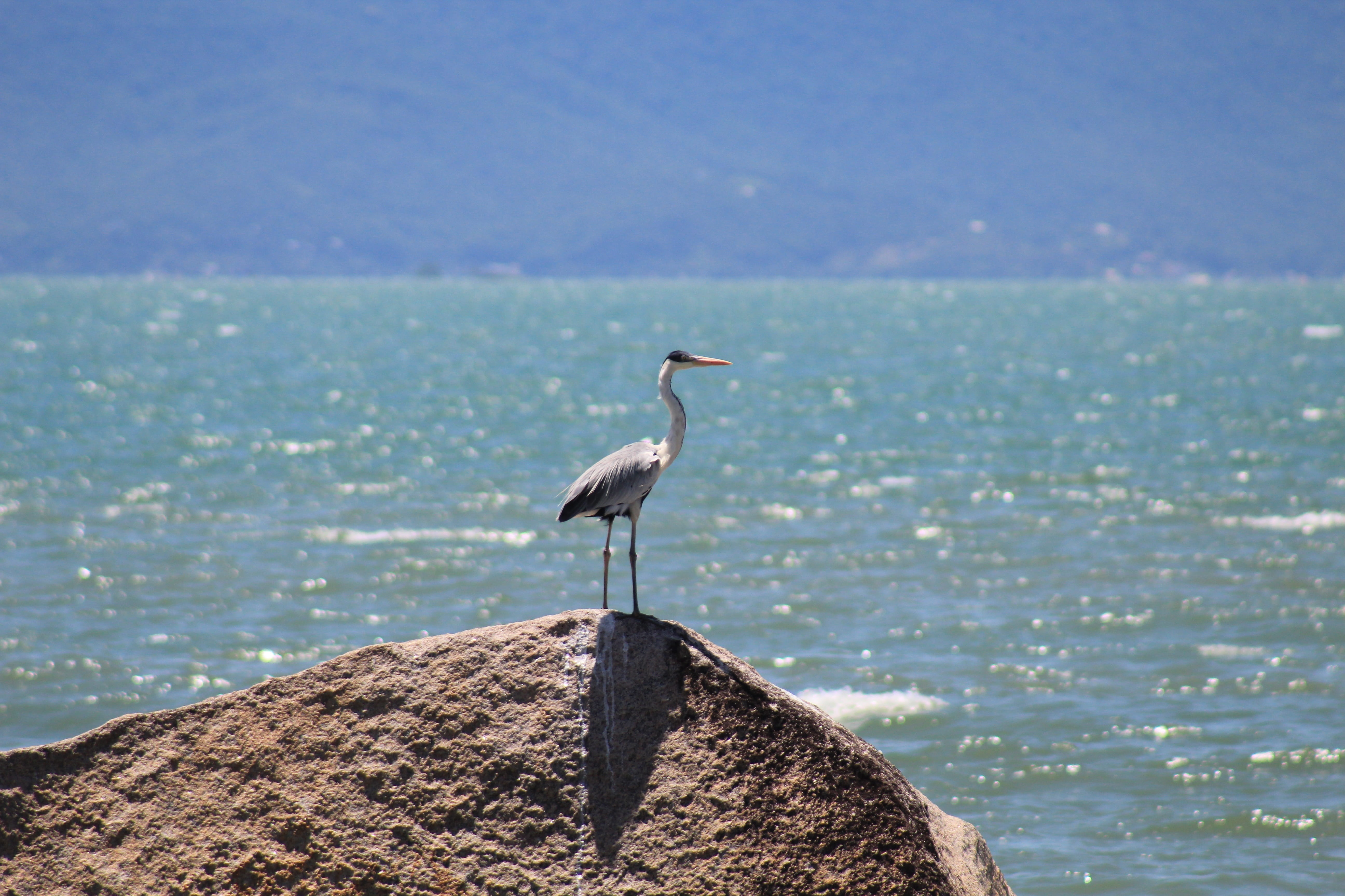 rock, model, water, great, mar, charm, 5K, horizon over water, one animal, rock - object, santa catarina, nature, no people, sea, bird, solid, outdoors, HD Wallpaper