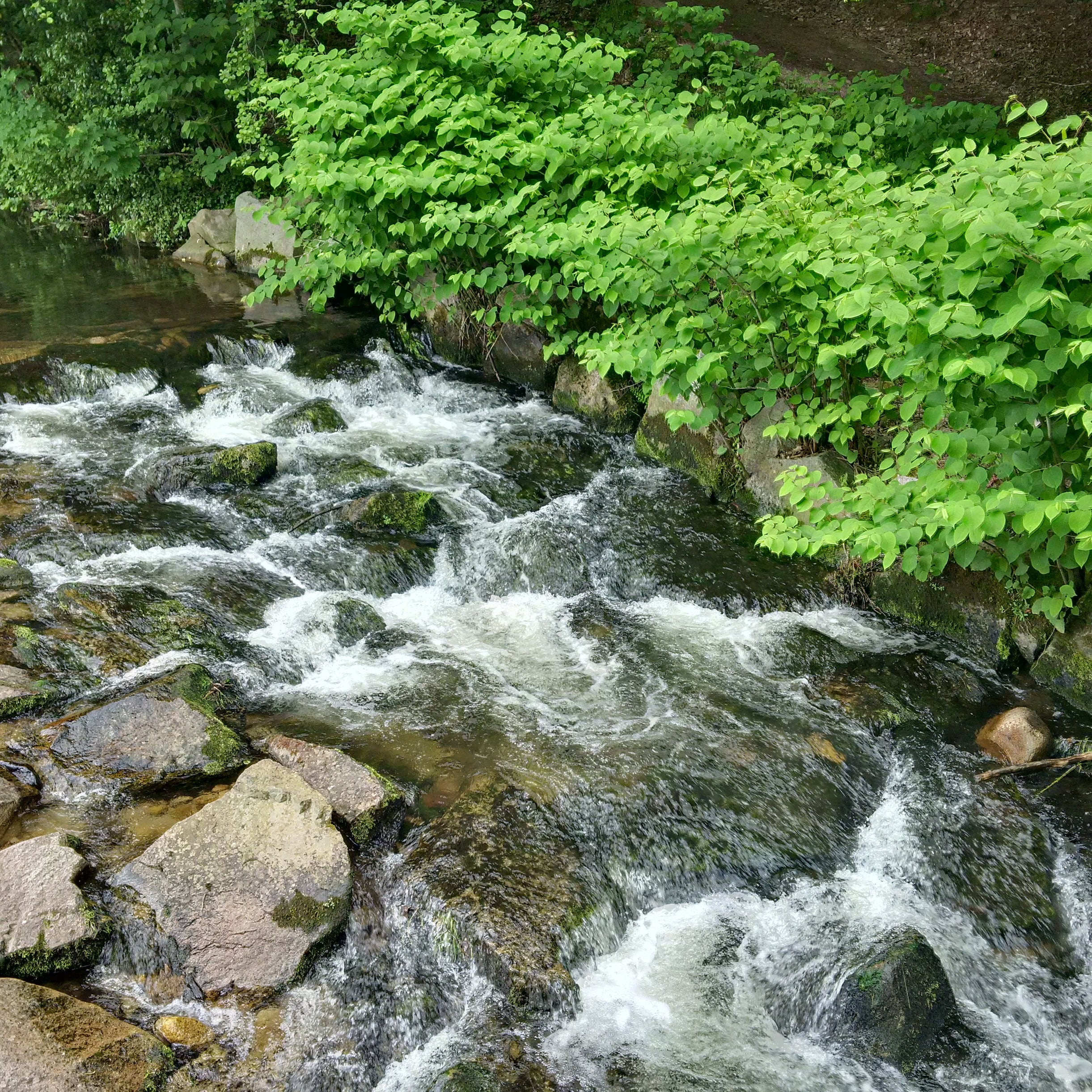 solid, tree, nature, motion, day, rock - object, outdoors, beauty in nature, no people, scenics - nature, 1080P, growth, rock, black forest, flowing water, Phone HD Wallpaper