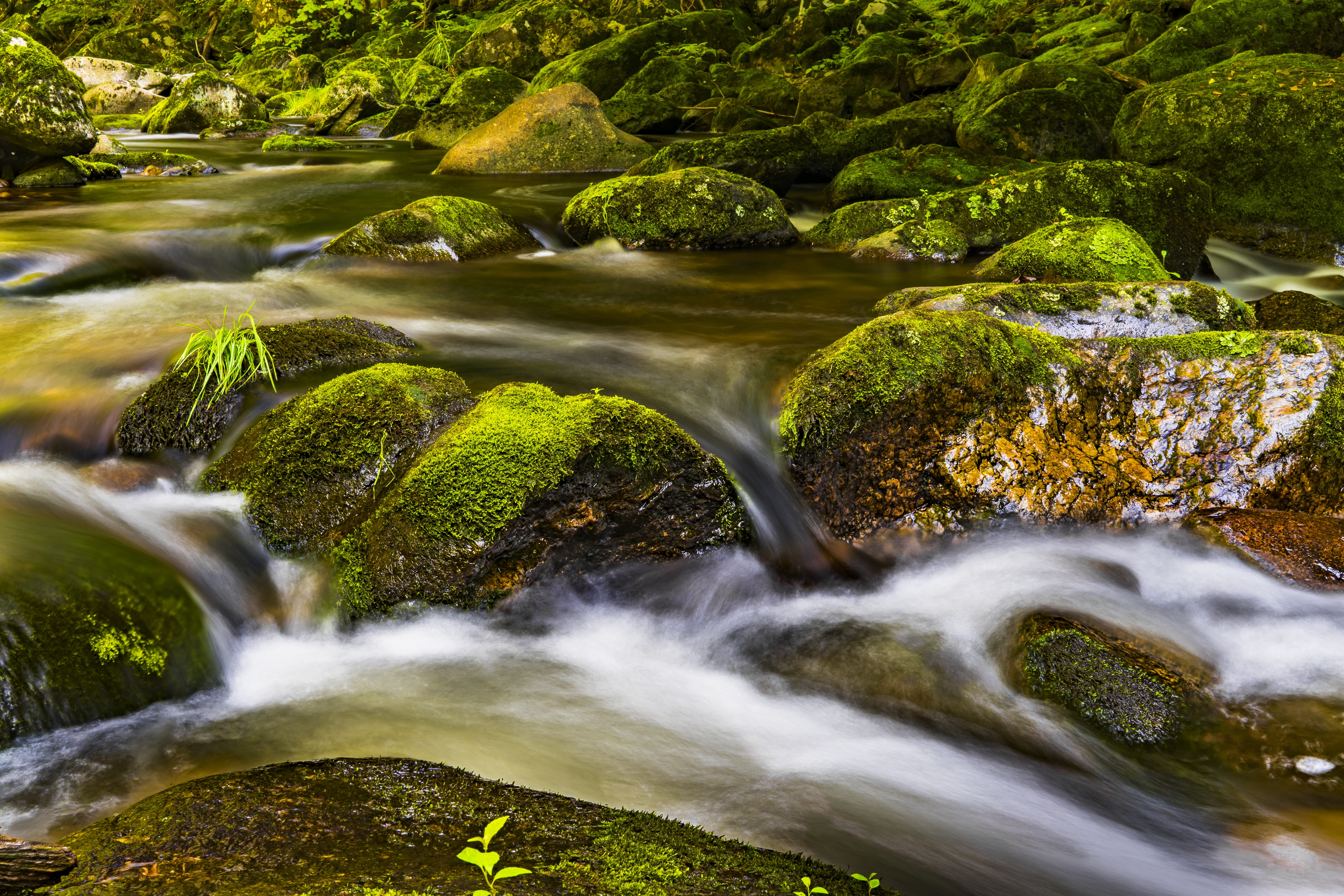 motion, background image, water, beauty in nature, bank, flow, 5K, moss, pebble, wet, tree, blurred motion, falling water, background, beautiful, plant, HD Wallpaper
