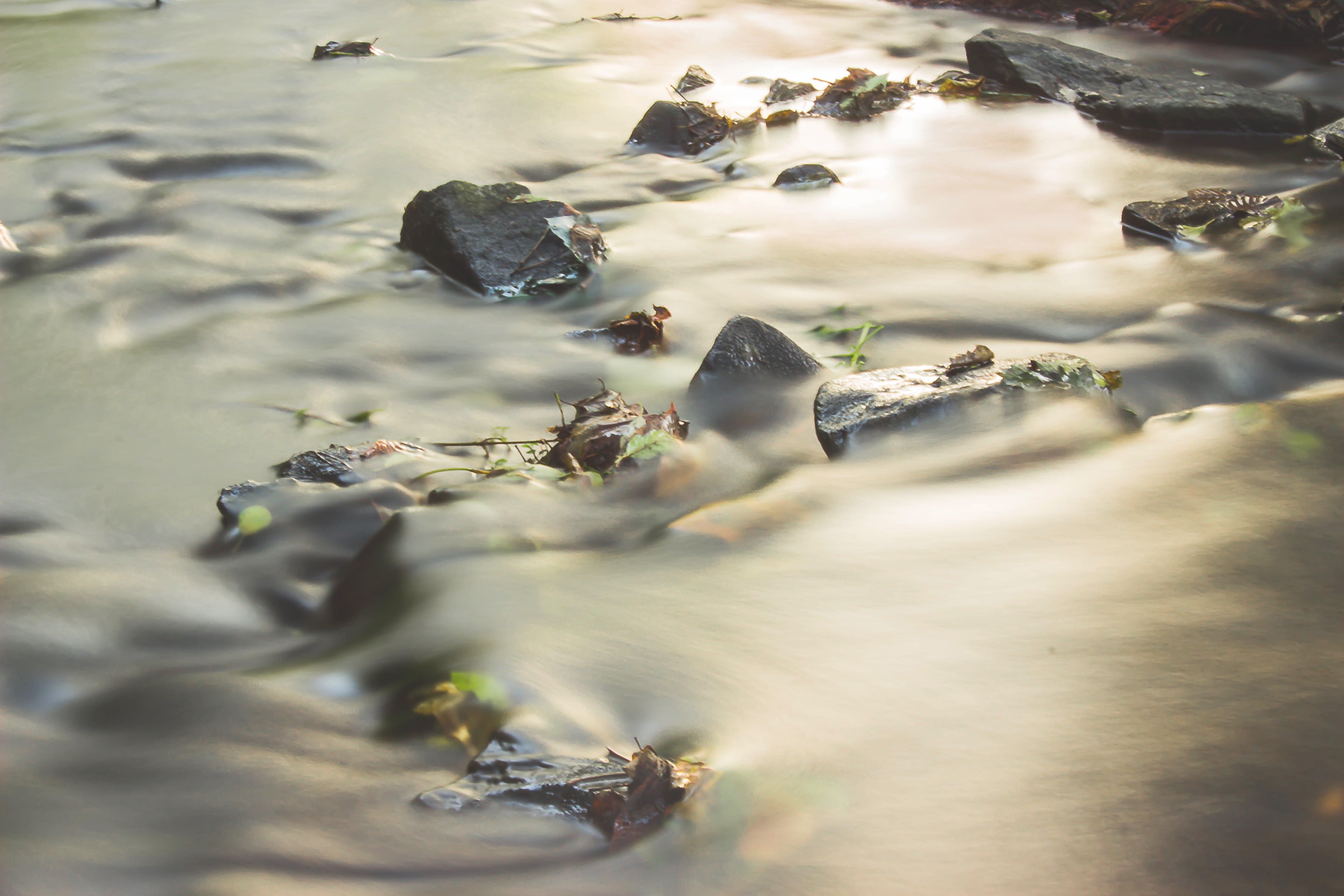waters, wet, beauty in nature, leaf, sea, high angle view, water, creek, nature, movement, close-up, river, 5K, murmur, stones, rocks, plant part, photography, HD Wallpaper
