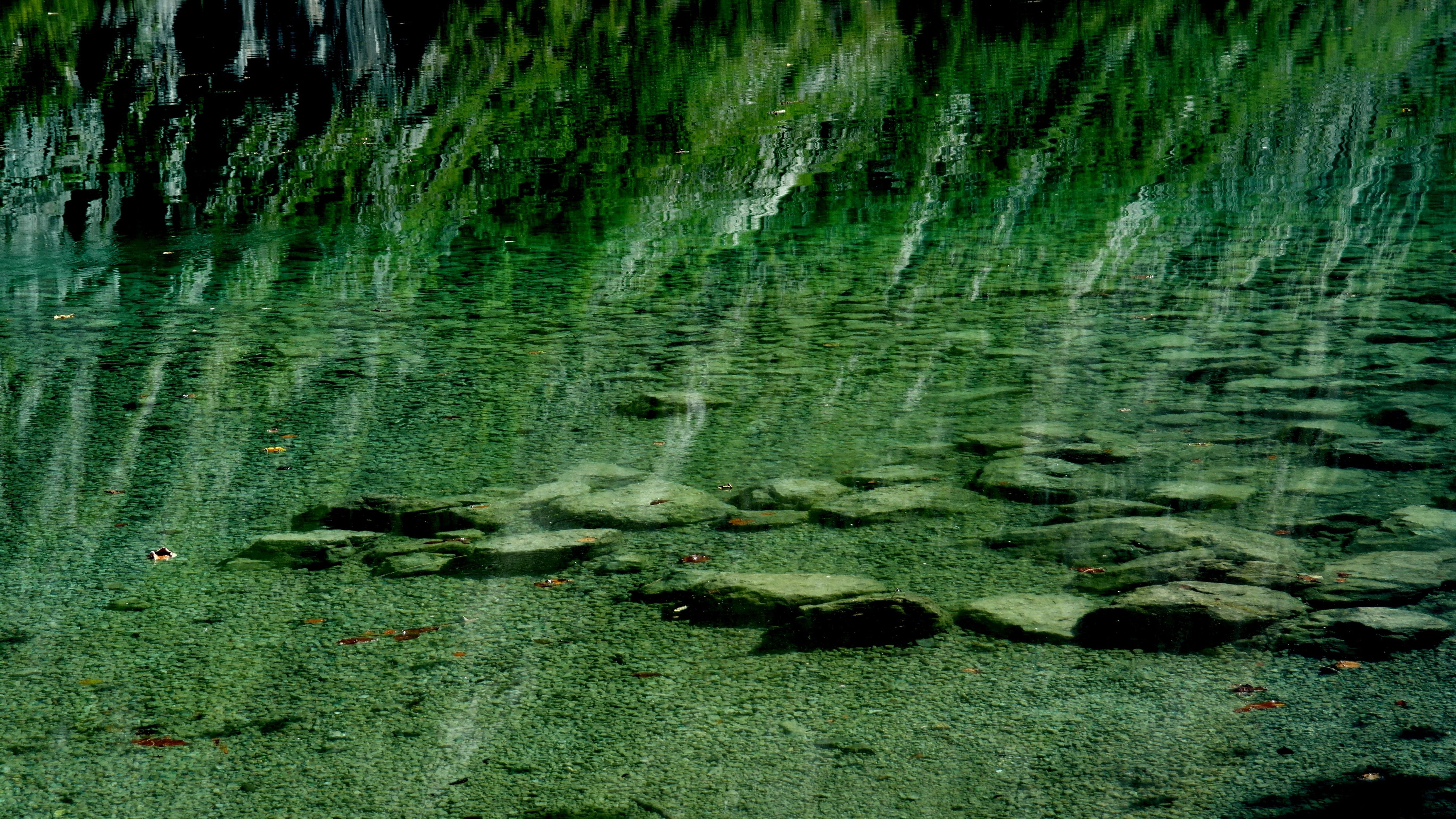 moss, green Color, growth, tranquility, scenics - nature, backgrounds, beauty In Nature, Turquoise, close-up, full frame, Reflection, blue, scenics, forest, HD Wallpaper
