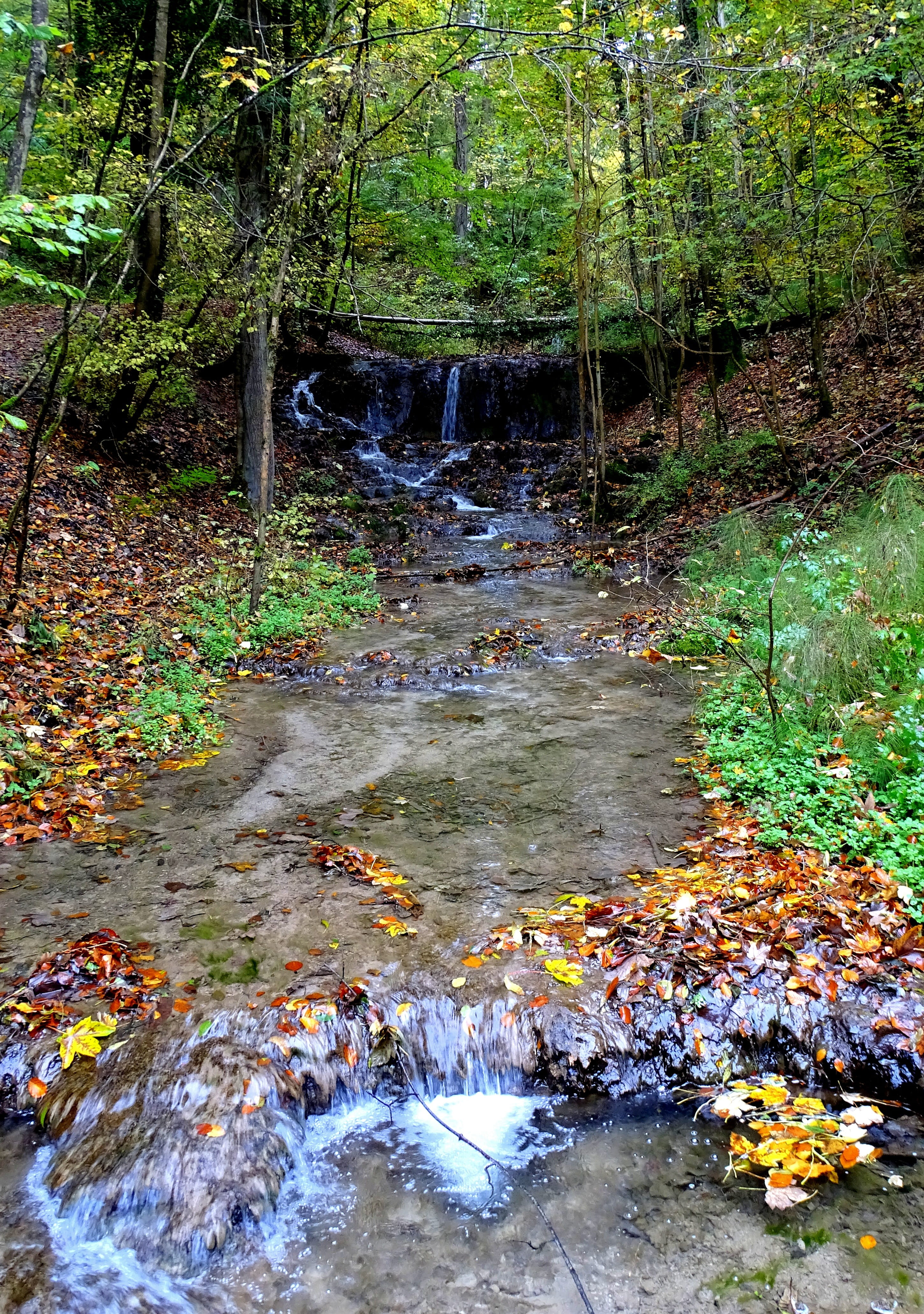 tree, fluent, stream - flowing water, flowing water, growth, no people, wet, plant, downloading, small waterfall, beauty in nature, land, bach, scenics - nature, Phone HD Wallpaper
