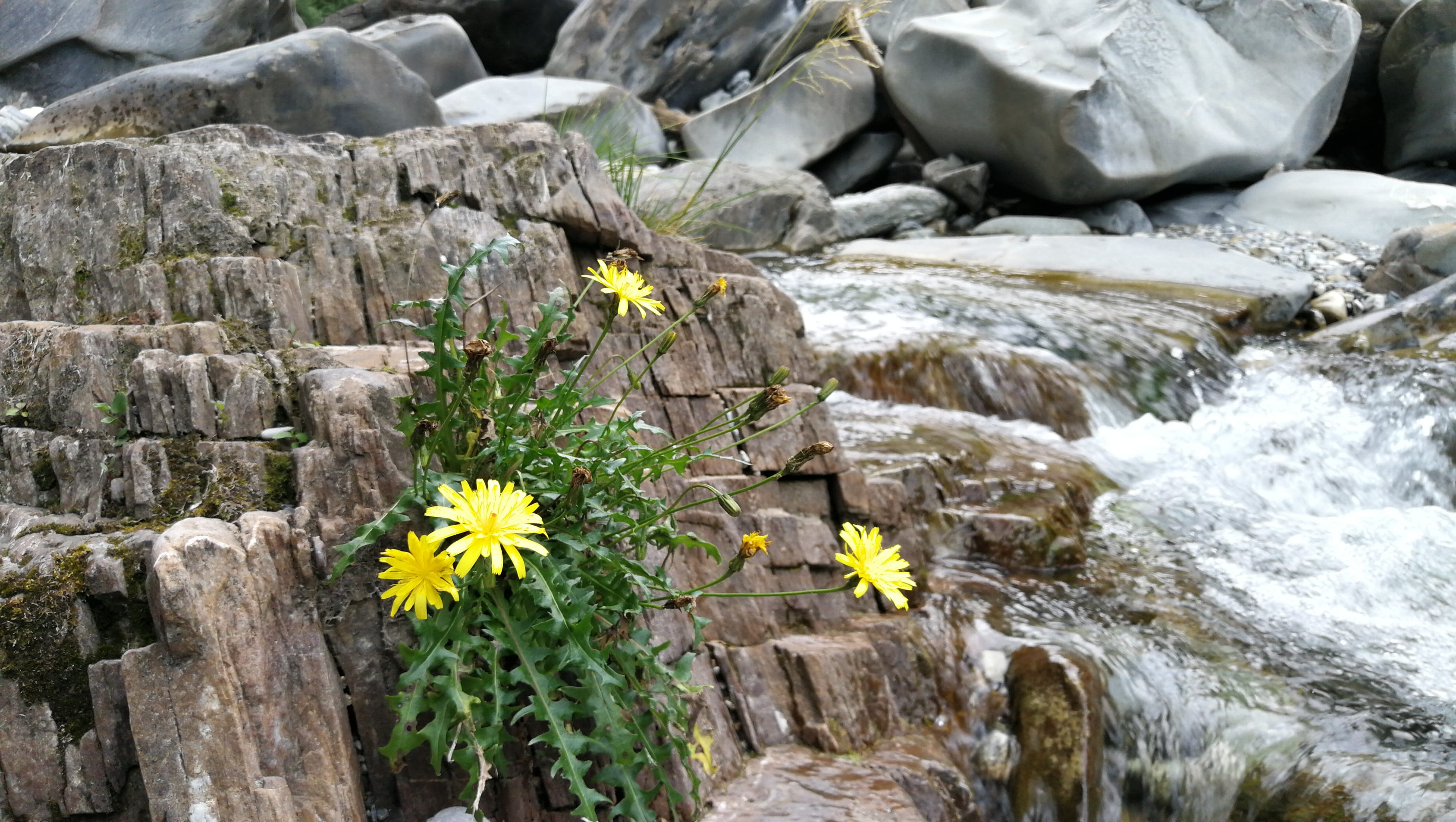 4K, flower on the river, atmosphere, plant, water, vulnerability, flowering plant, romantic, freshness, waters, no people, nature, river, day, stones, HD Wallpaper
