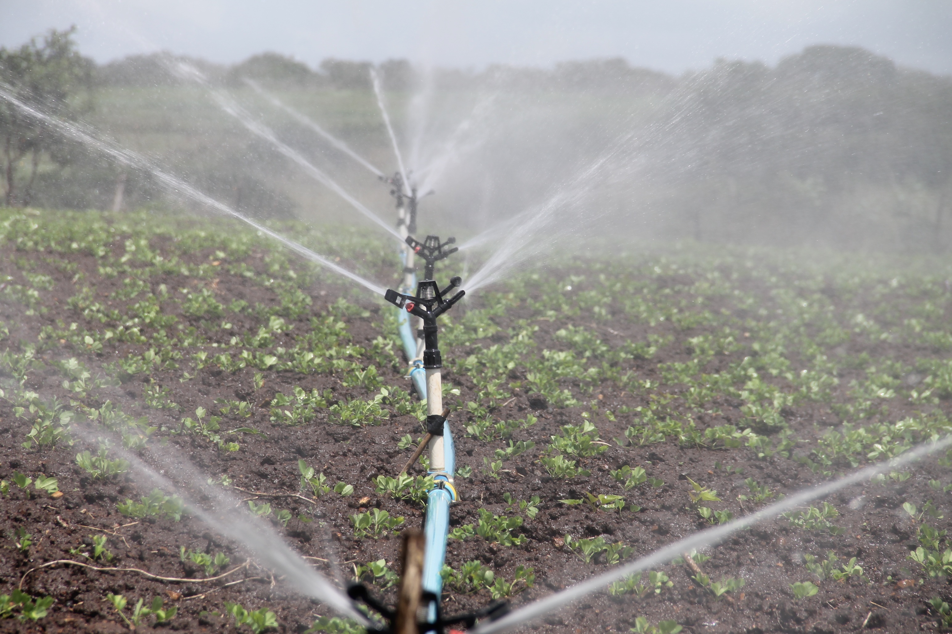 irrigation, no people, plant, landscape, sergipe, 2K, peanut, irrigation equipment, spraying, garden hose, food and drink, crop, environment, plantation, HD Wallpaper
