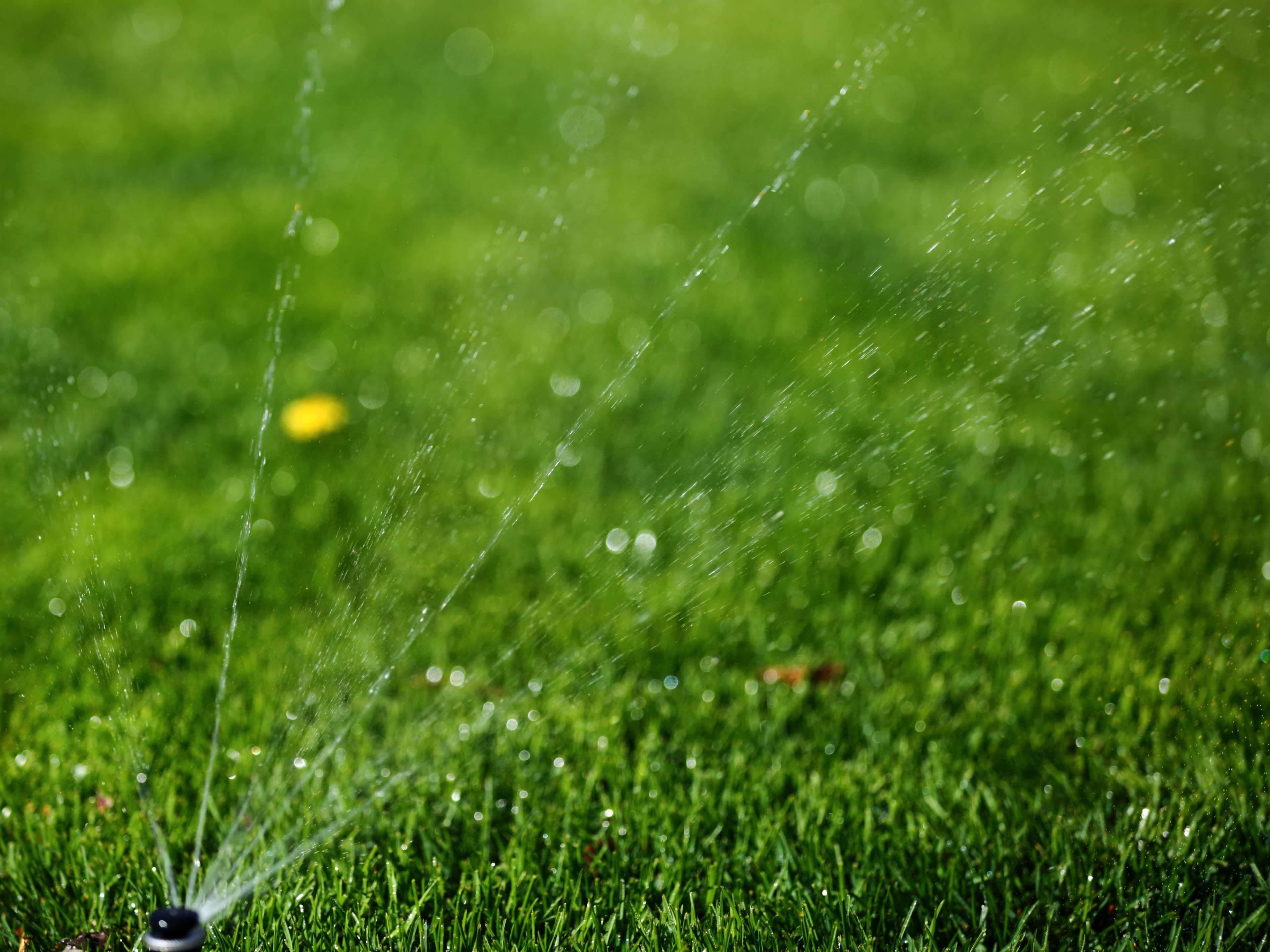 plain, raindrop, shallow dof, rain, drop, motion, summer, spraying, plant, outdoors, freshness, growth, meadow, field, purity, grass, sprinkler, 4K, beauty in nature, HD Wallpaper