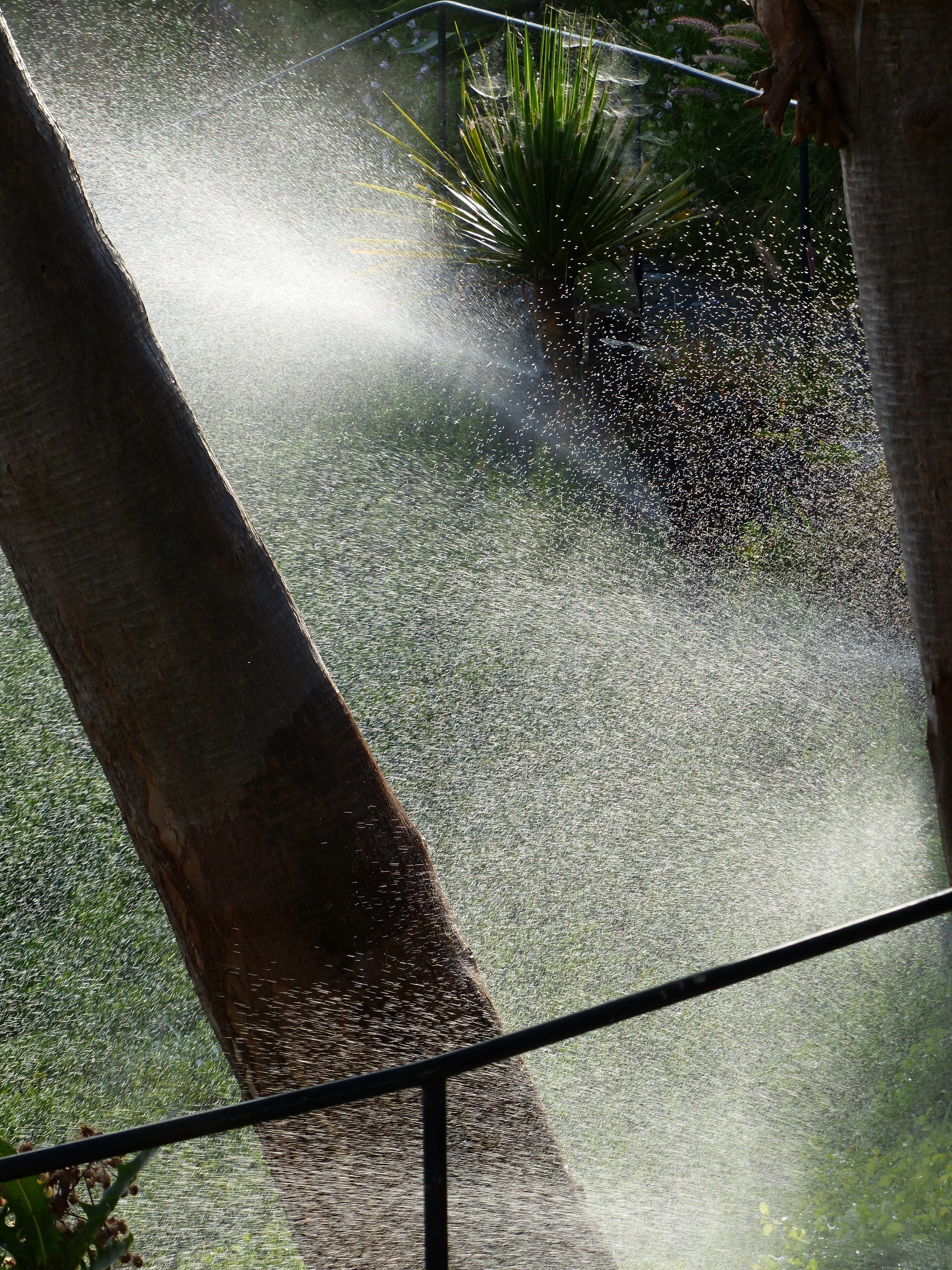 plant, shadow, sunlight, wood - material, splashing, water, land, Irrigation, day, growth, motion, 4K, architecture, drop of water, Sprinkler System, inject, Phone HD Wallpaper