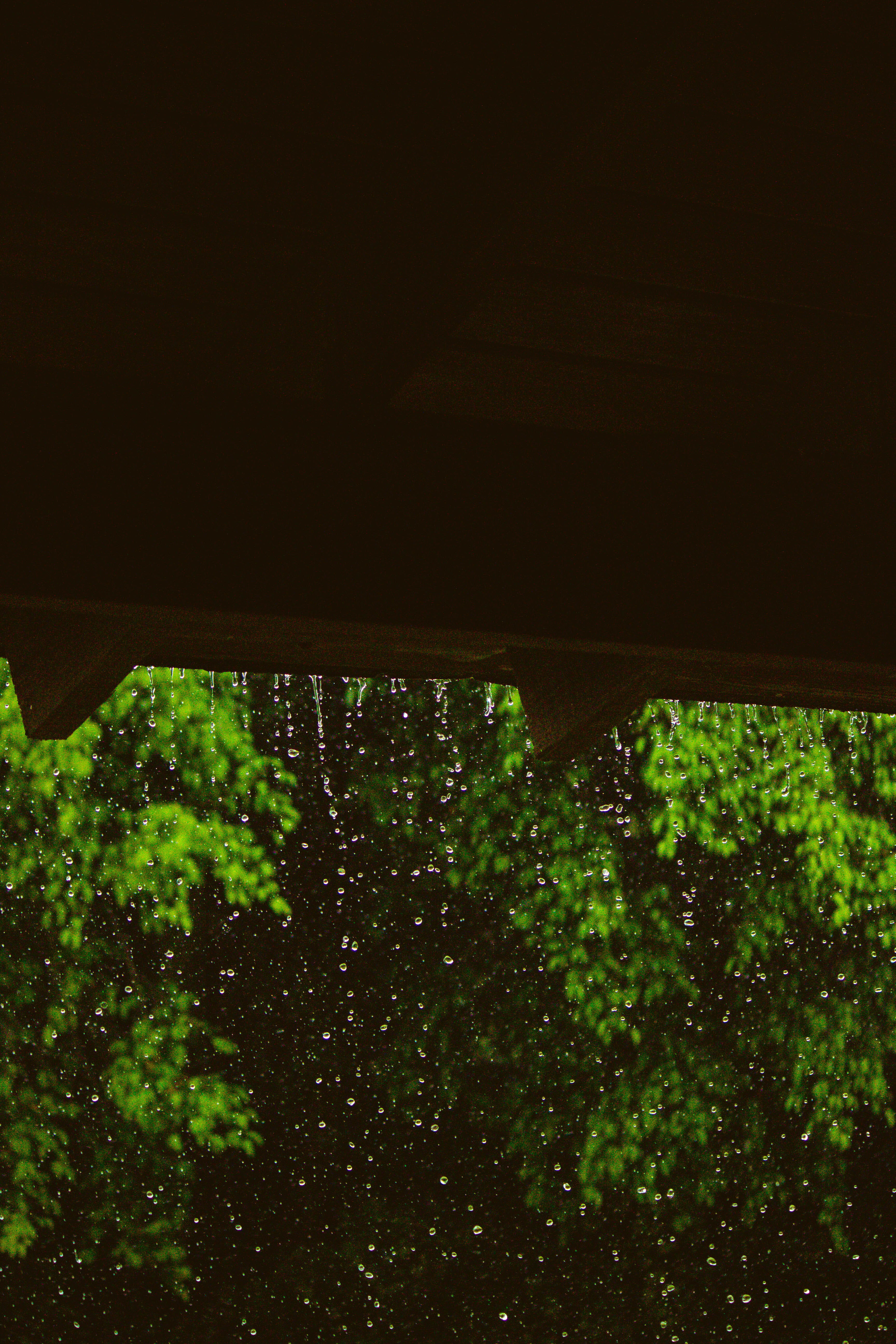 dark, santiago, firefly, rain, glitter, night, water, tree, copy space, high angle view, plant part, invertebrate, laser, beauty in nature, room, no people, Phone HD Wallpaper