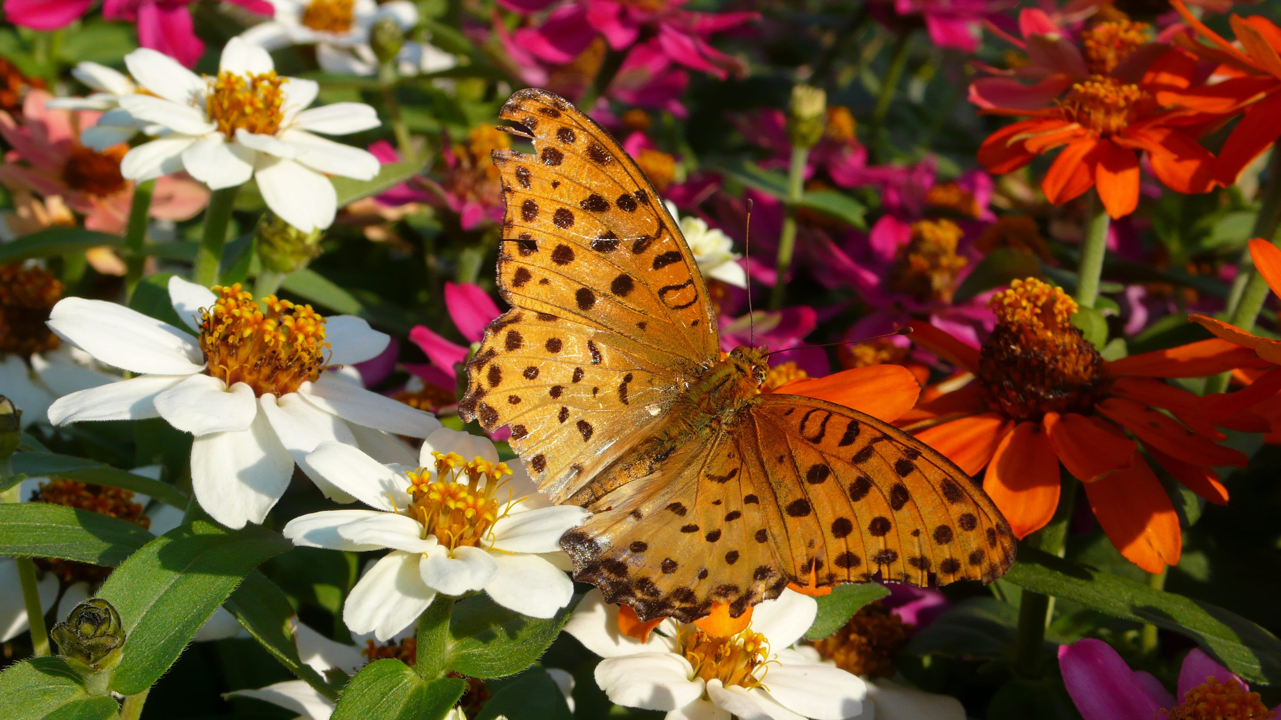 flowers and butterfly, outdoors, 4K, beauty in nature, one animal, petal, animals in the wild, animal, flowering plant, range or service, insect, flower, HD Wallpaper