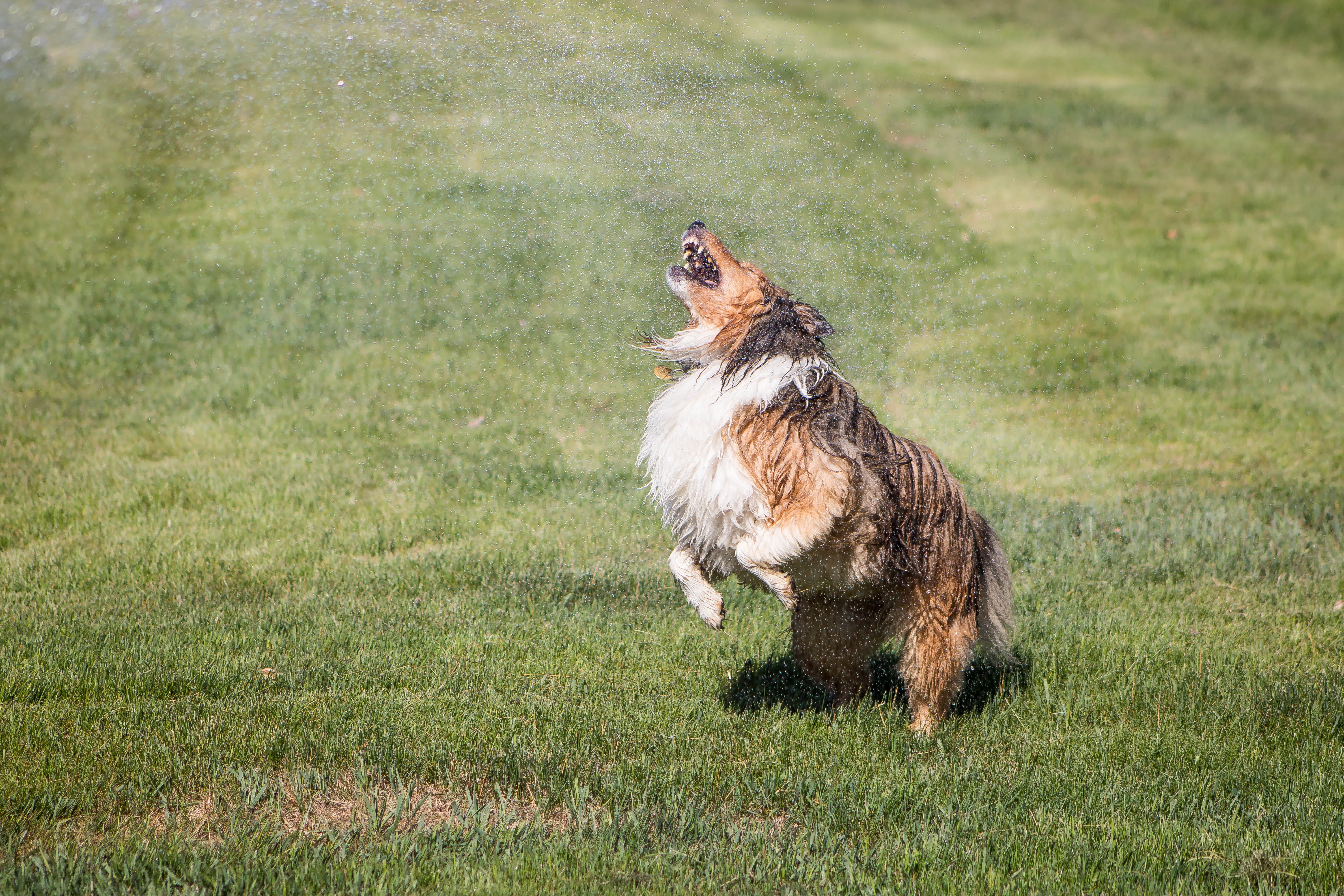 outdoors, heating and cooling, nature, lawn, cute, purebred dog, sunny, sprinkler, border collie, running, playful, green color, domestic, shelti, wet dog, HD Wallpaper
