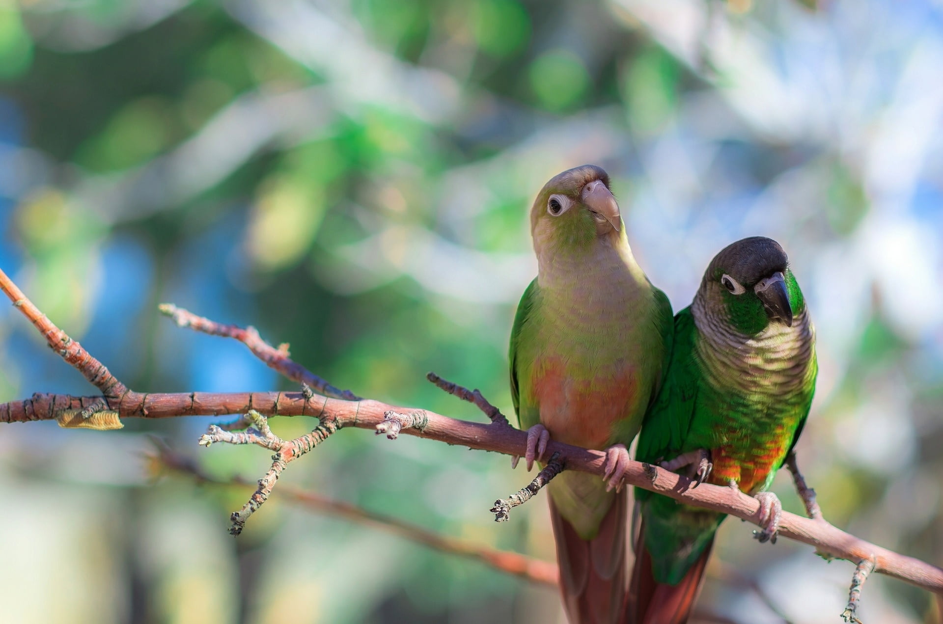 parrots, beak, group of animals, animals In The Wild, beauty In Nature, perching, vertebrate, animal, two animals, 1080P, close-up, bird Watching, forest, HD Wallpaper