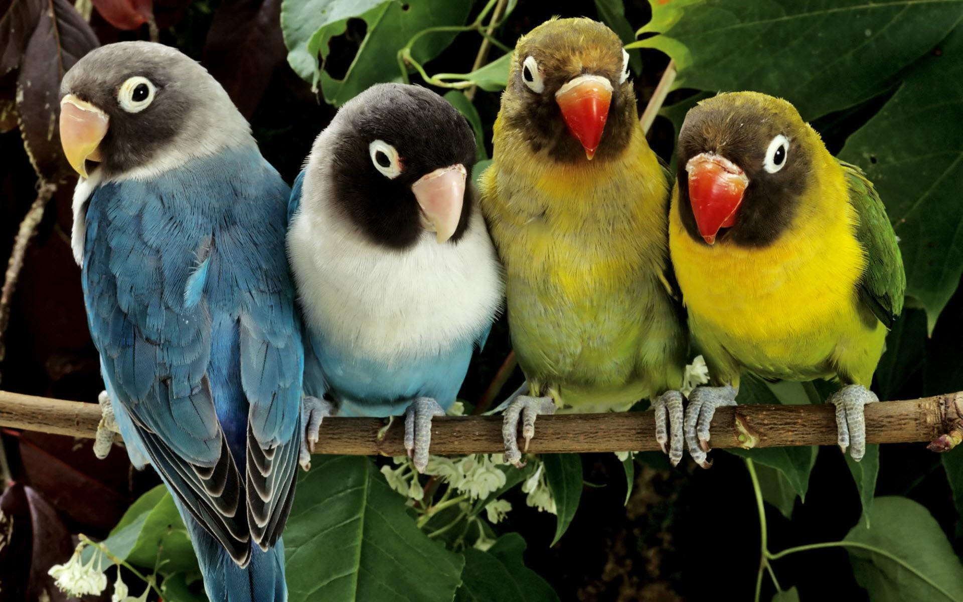 lovebirds, 1080P, animals and birds, HD Wallpaper