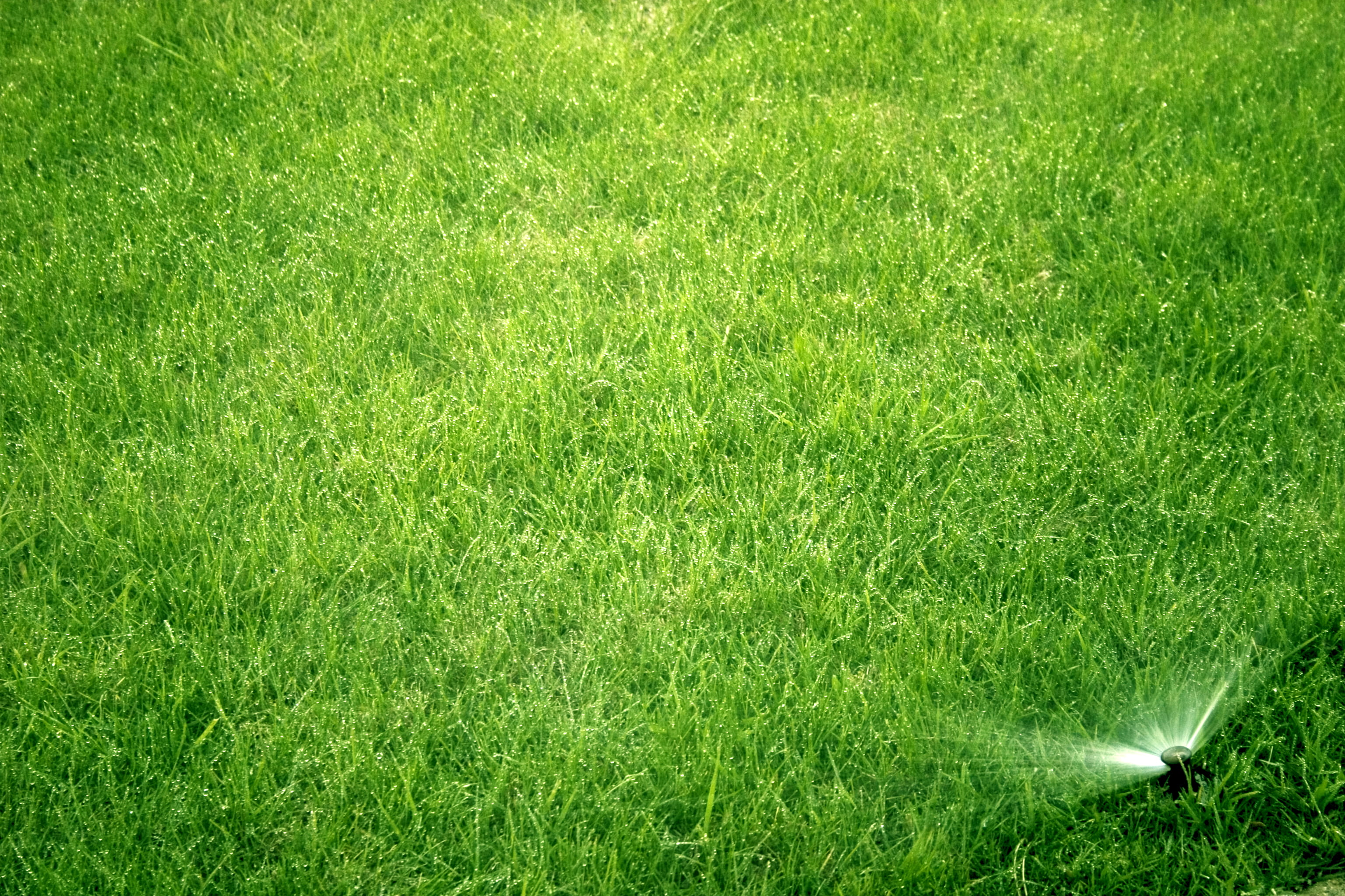 water, day, nature, land, soccer, summer, no people, spray, green color, wet, green - golf course, sport, growth, 2K, grass area, beauty in nature, high angle view, HD Wallpaper