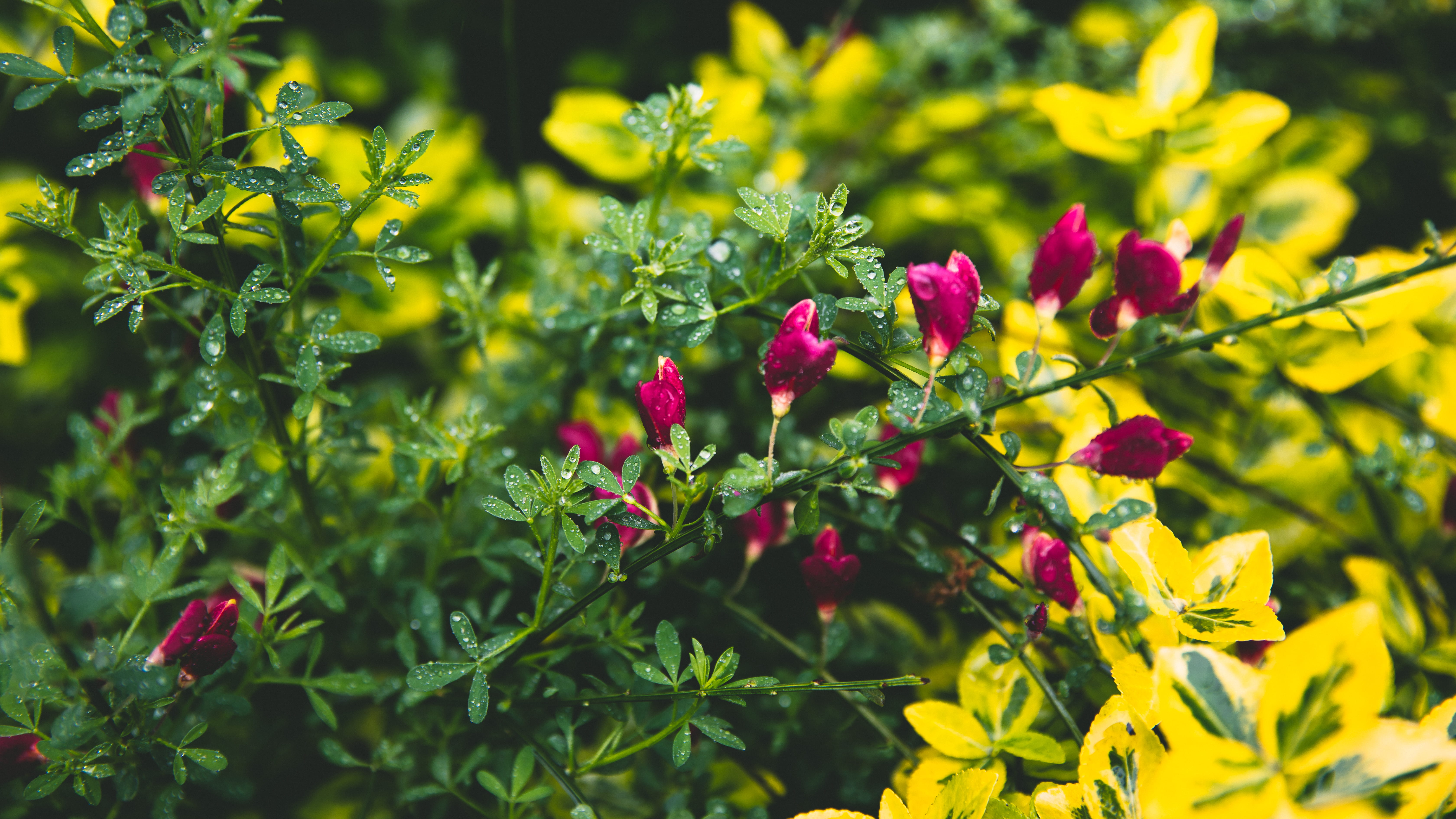 beauty in nature, 5K, growth, gree, lake, moody, rose, flowering plant, close-up, drop, day, due, flower, vulnerability, selective focus, outdoors, no people, HD Wallpaper
