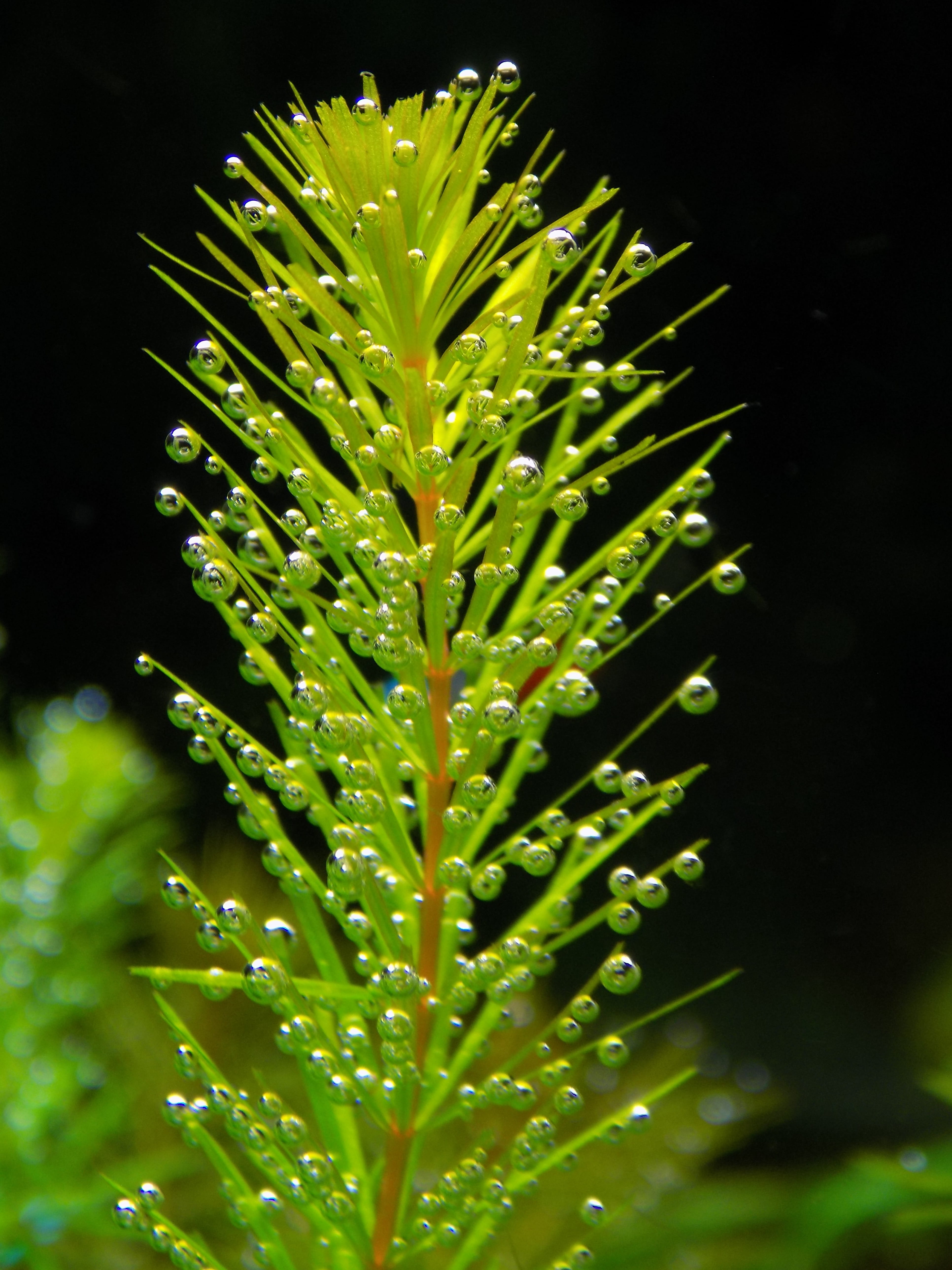 beauty in nature, leaf, focus on foreground, green, nature, aquarium plant, spiky, green color, day, ceratophyllum, dew, black background, fragility, no people, Phone HD Wallpaper