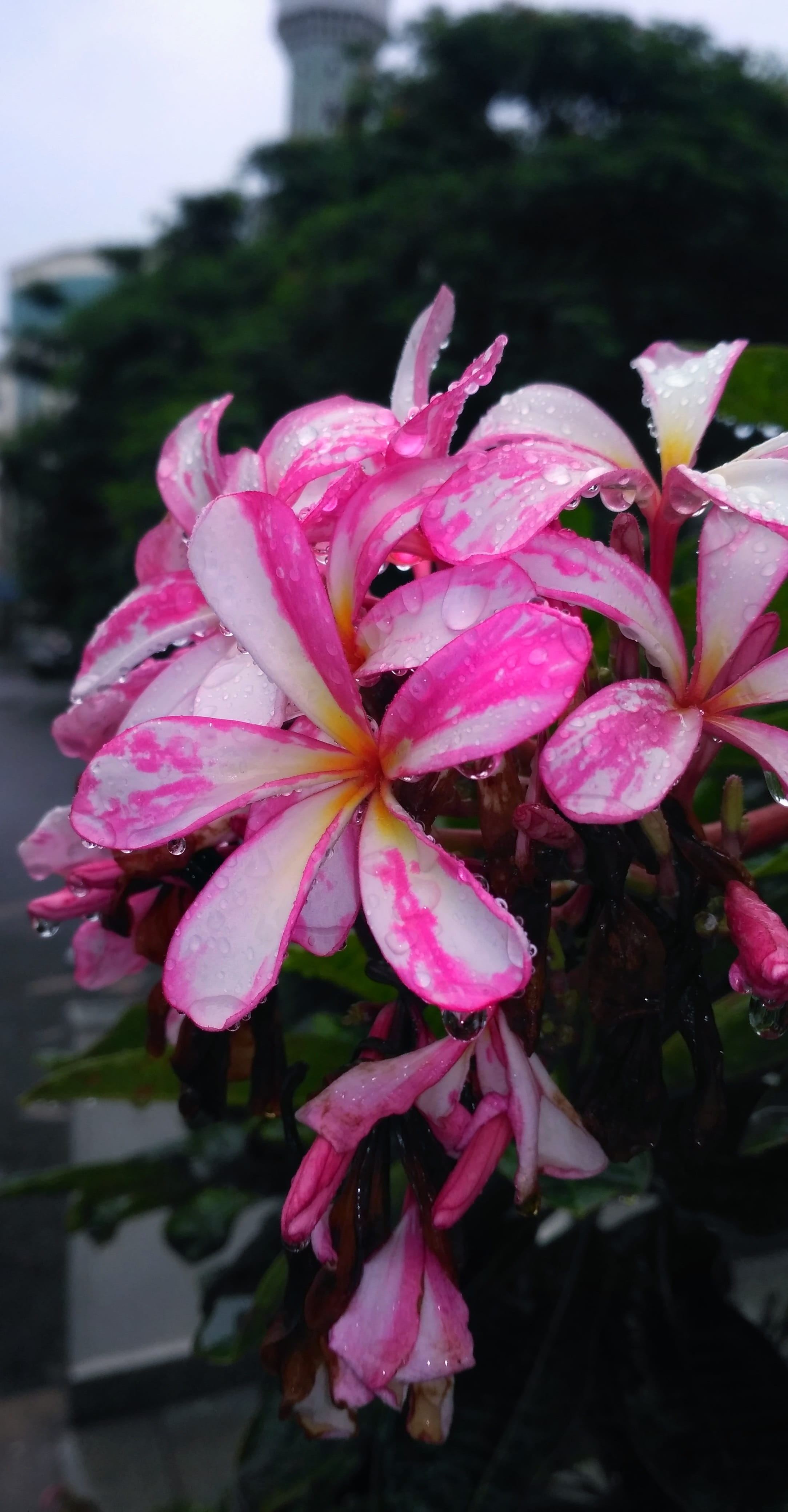 flower head, pink color, inflorescence, petal, wet, vulnerability, bokeh, day, due, beauty in nature, cloudy, flower, no people, flowering plant, pink flowers, Phone HD Wallpaper