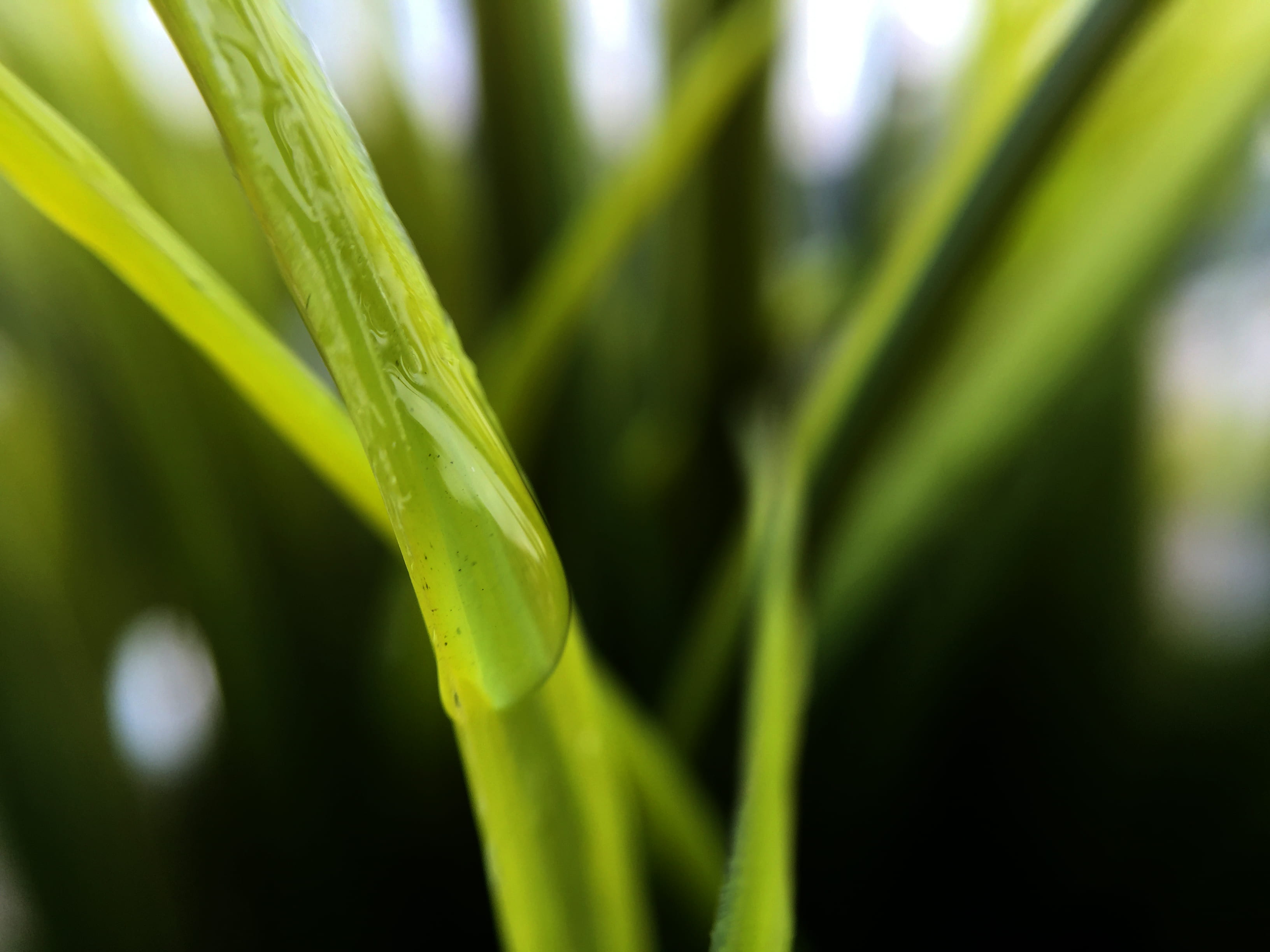 due, plant, selective focus, dew, food and drink, nature, no people, rain, field, land, 2K, plant part, green color, outdoors, food, green, daytime, growth, HD Wallpaper
