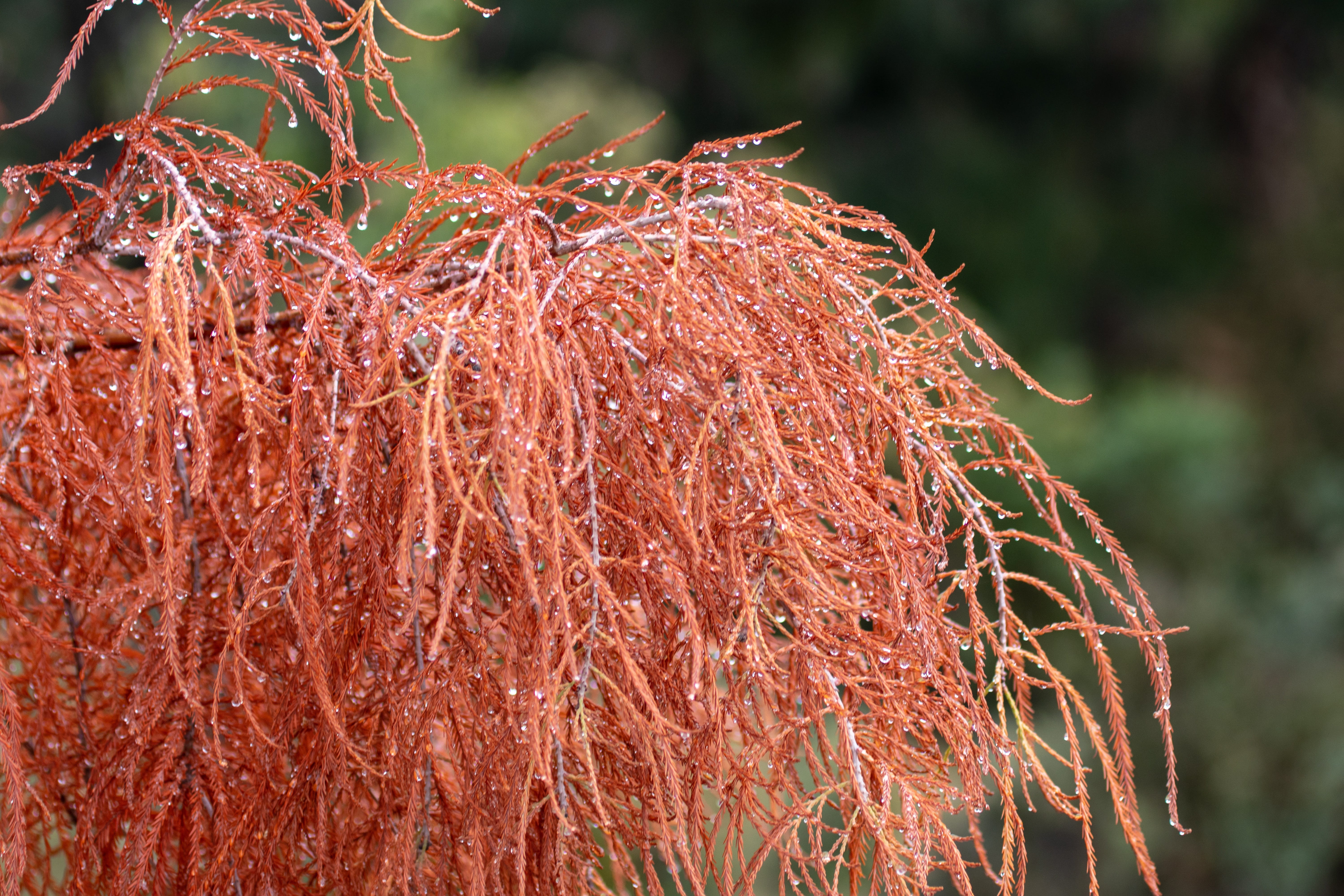 root, orange, dried plant, plant, autumn, sunlight, close-up, branch, outdoors, tangled, brown, season, beauty in nature, dry, due, nature, red, focus on foreground, HD Wallpaper