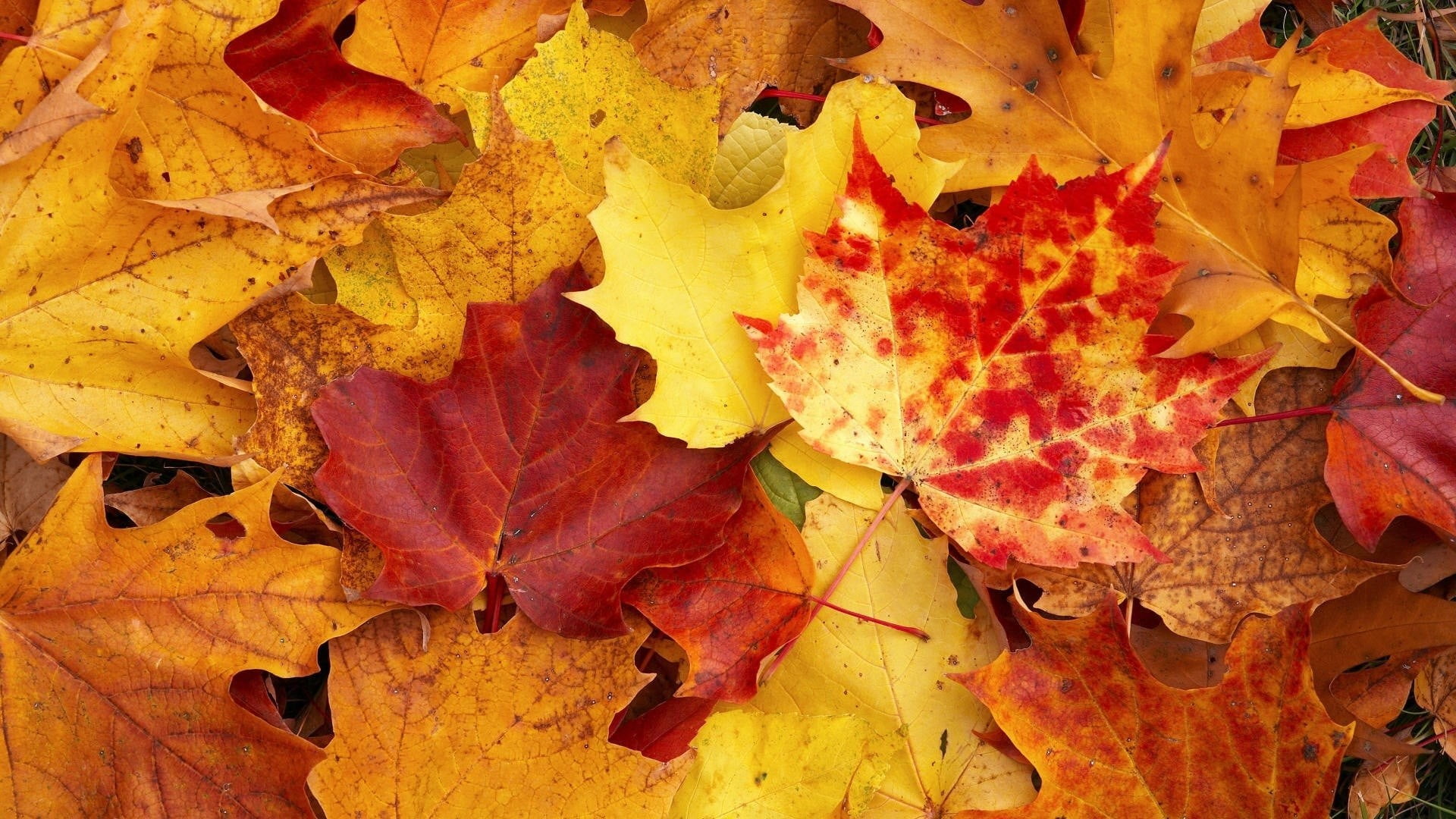 vulnerability, yellow, brown, october, tree, day, maple leaf, fall, maple Tree, leaves, colors, plant, backgrounds, full frame, close-up, autumn, dry, vibrant Color, HD Wallpaper