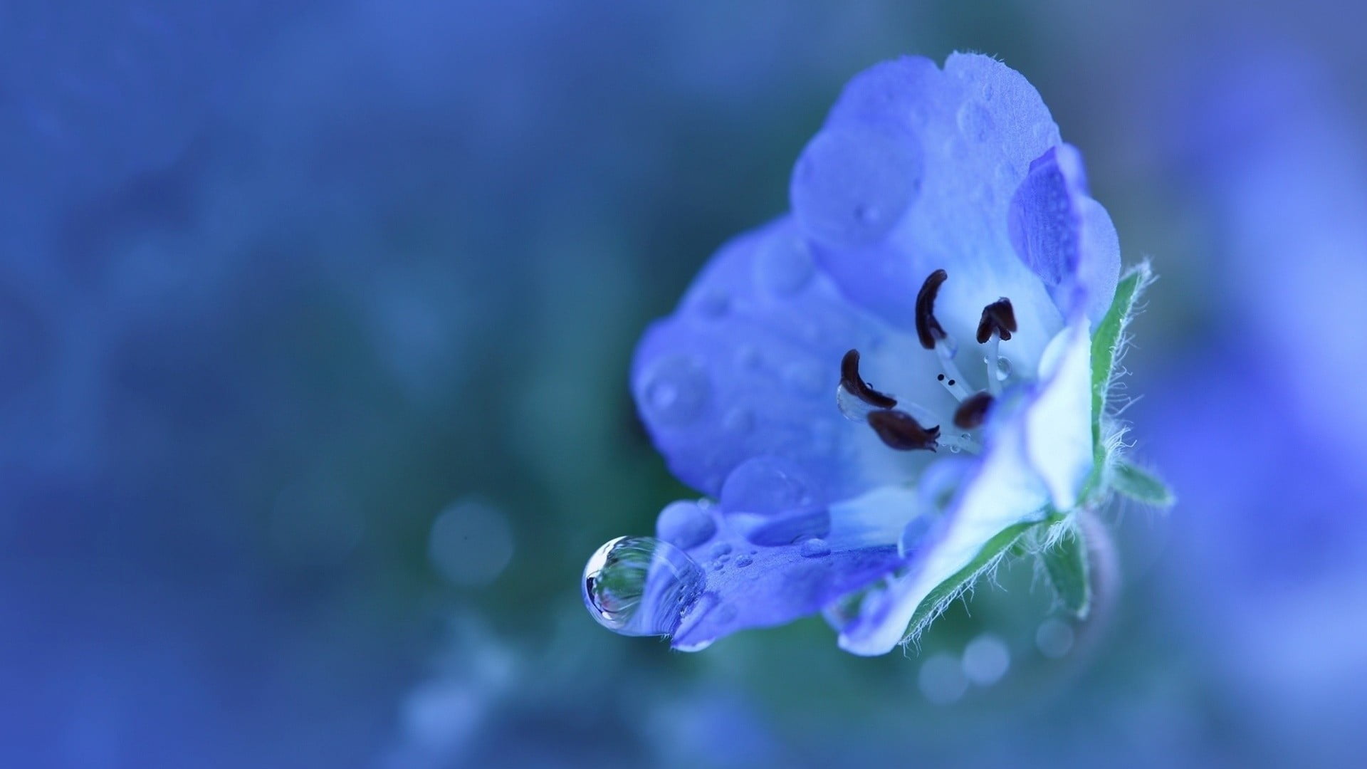 1080P, water drops, focus on foreground, blue flowers, white, growth, close-up, fragility, no people, flowers, purple, flowering plant, dew, plant, freshness, HD Wallpaper