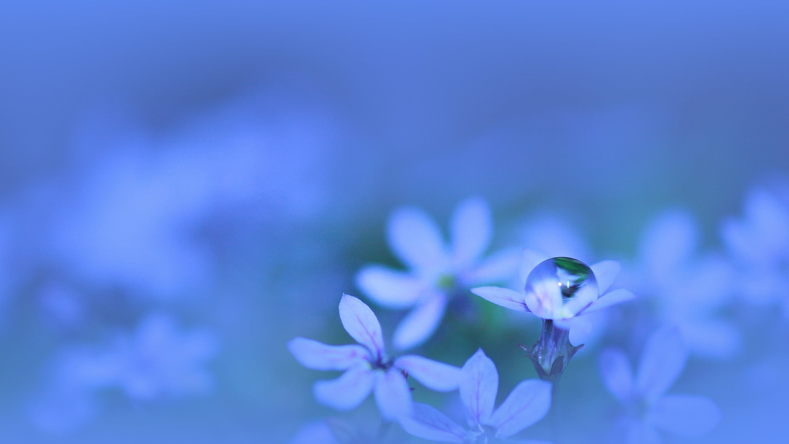 purple, fragility, white, petaled, blue background, backgrounds, water drops, flowers, flower, beauty in nature, outdoors, vulnerability, inflorescence, HD Wallpaper
