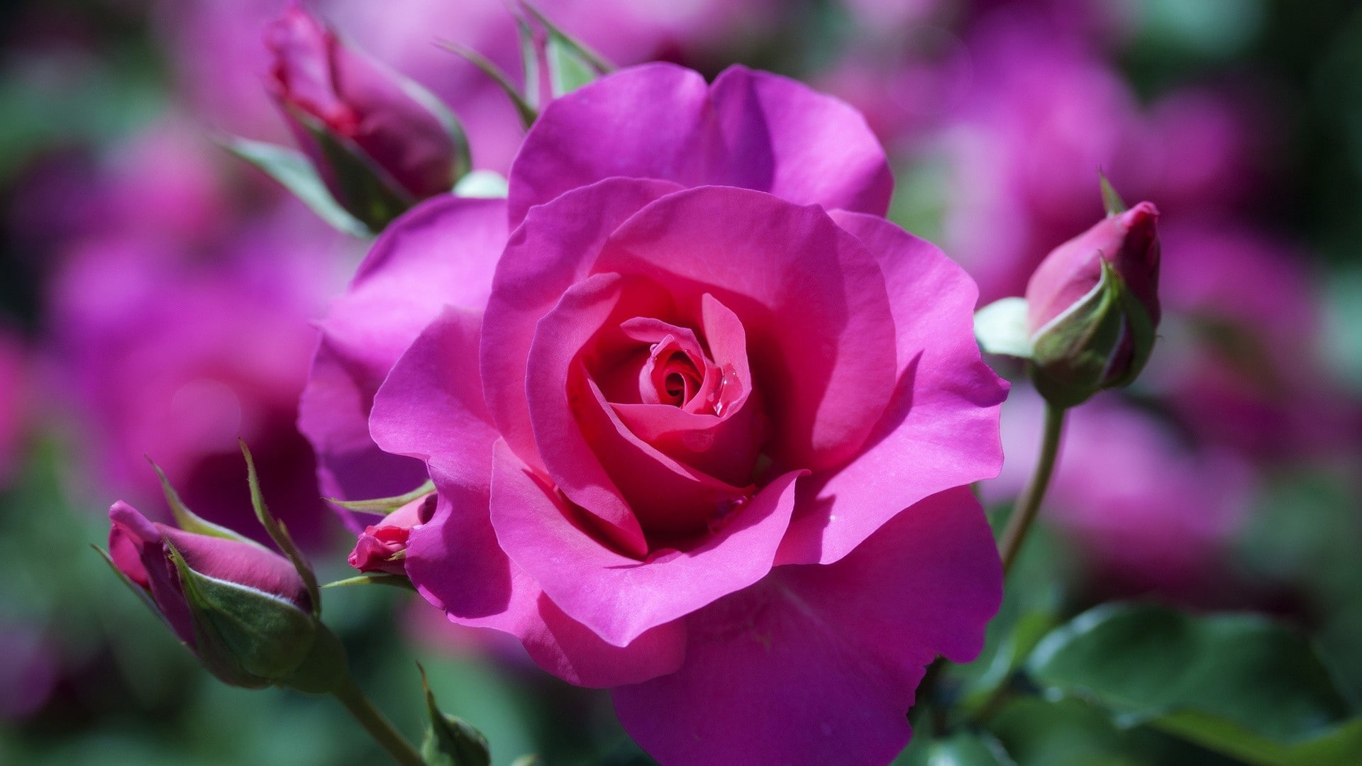 bokeh, rose, 1080P, buds, flowers, pink, macro, HD Wallpaper