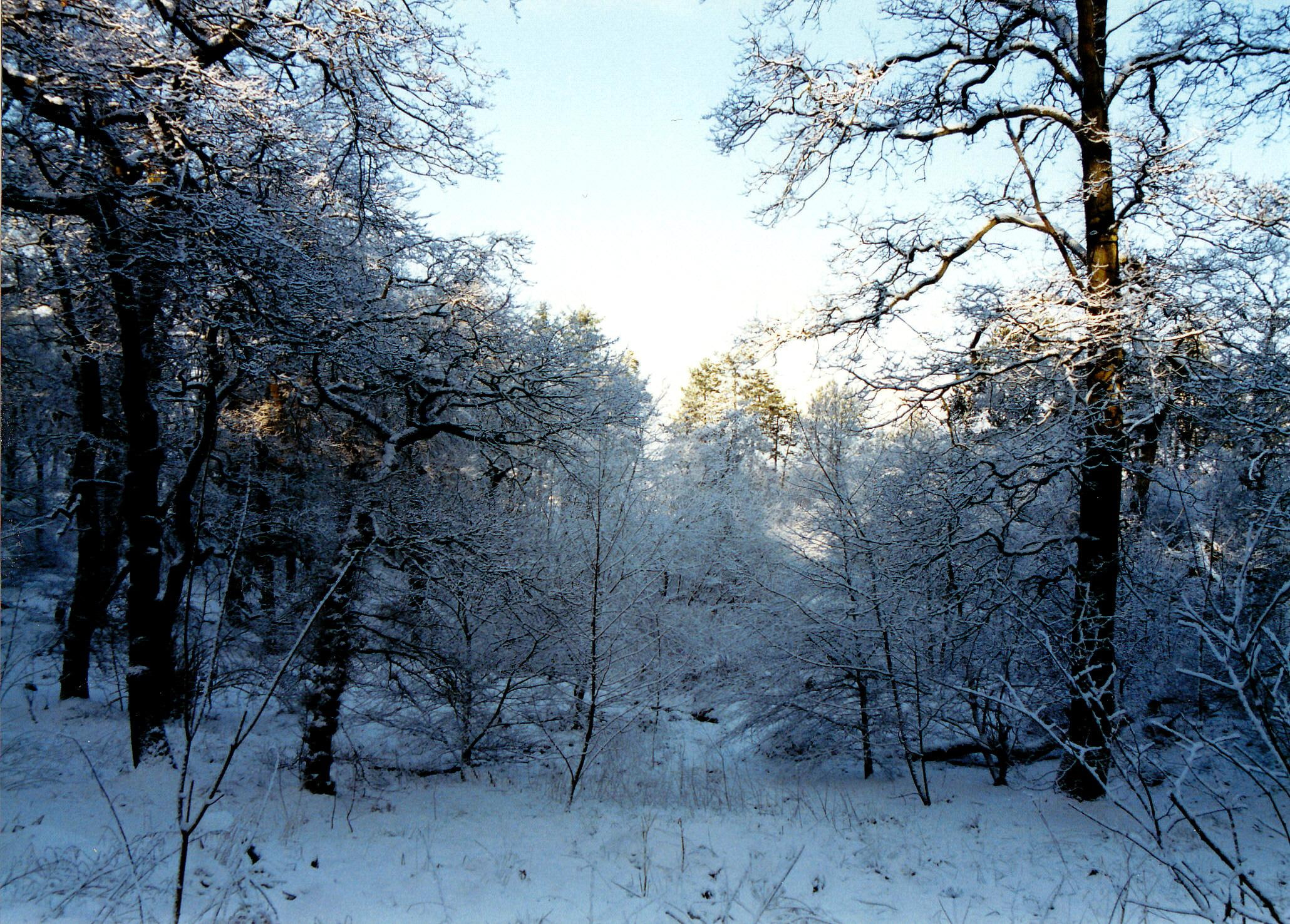 glasgow, woods, winter, cathkin, braes, 3d and abstract, snow, 1080P, HD Wallpaper