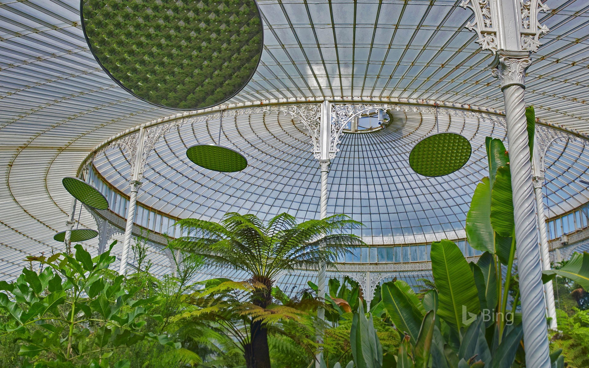 Botanic gardens Glasgow, leaves, 1080P, plants, nature, Scotland, HD Wallpaper