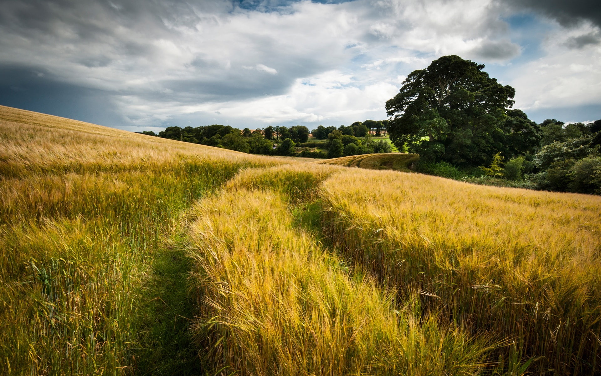 Trees, Fields, Wheat, Summer, Harvest, 1080P, HD Wallpaper
