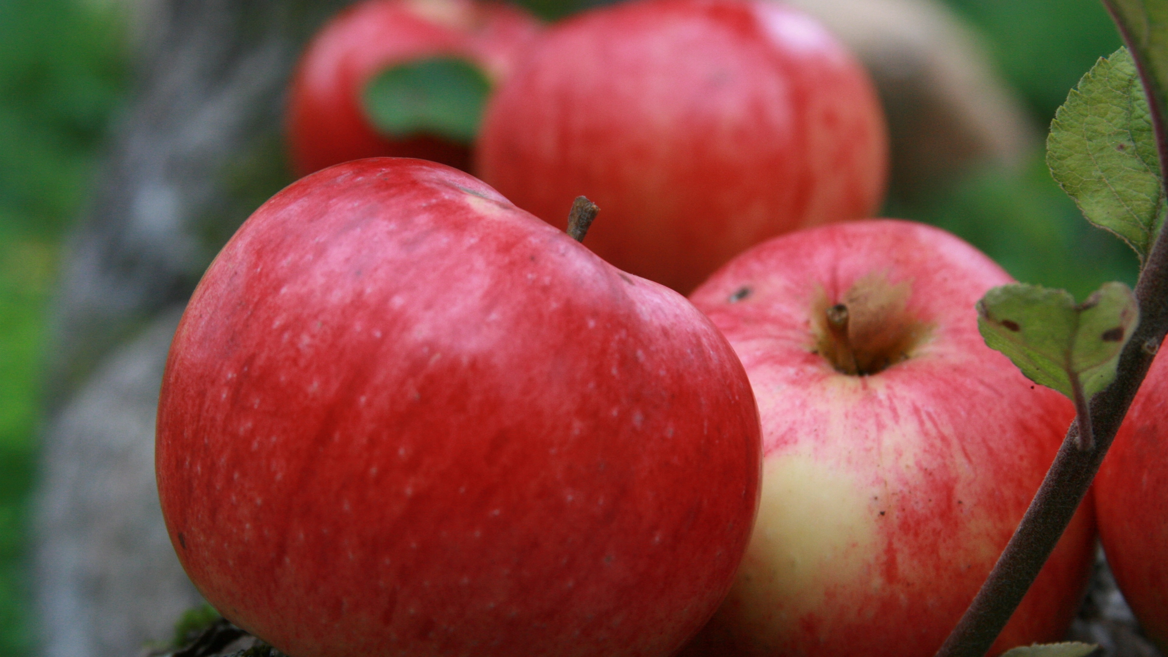 4K, Apples, Red, Fruit, Harvest, HD Wallpaper
